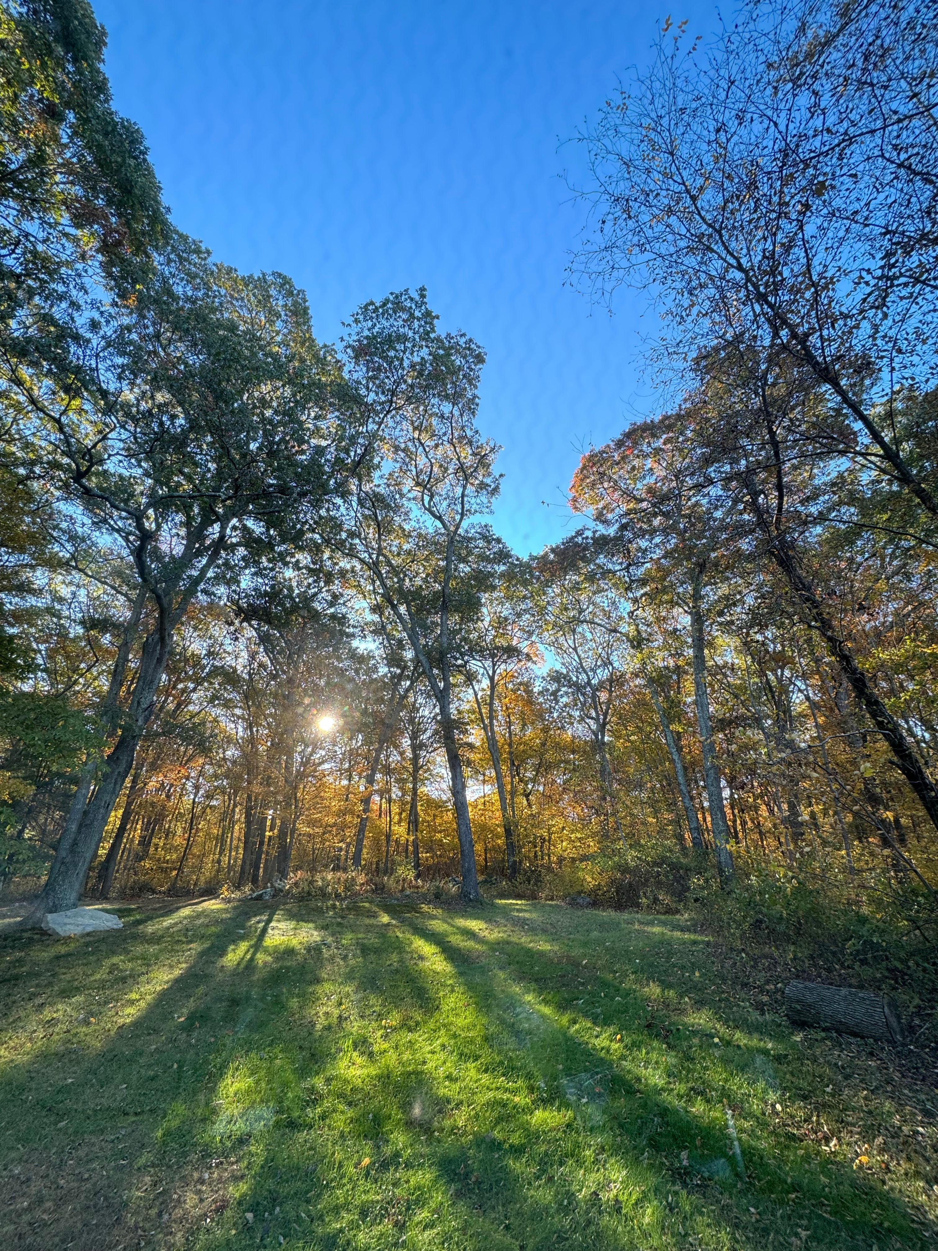 SimplePrivateNaturalEpicFirepitPets