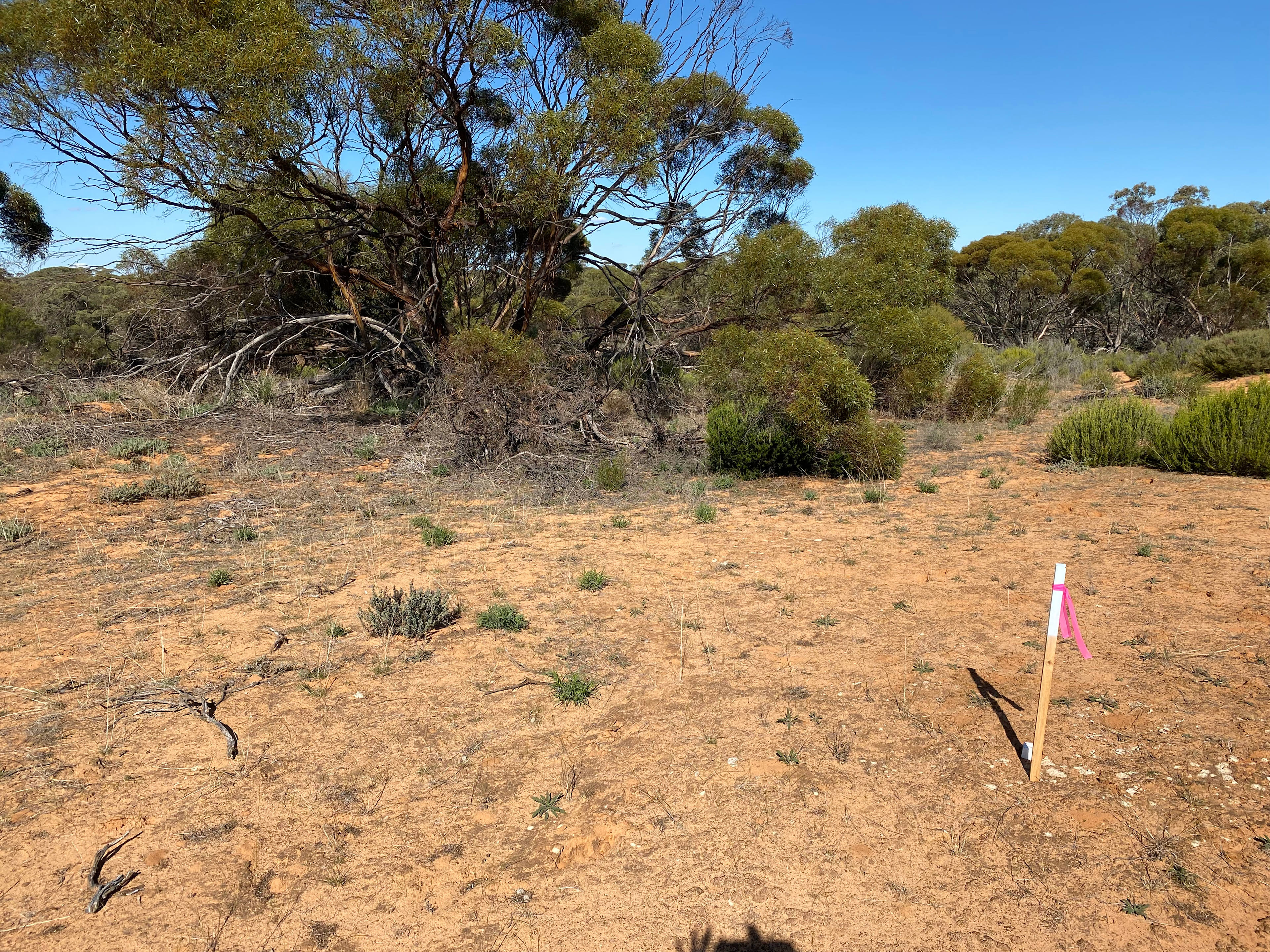 Surveyor's posts that mark the boundary