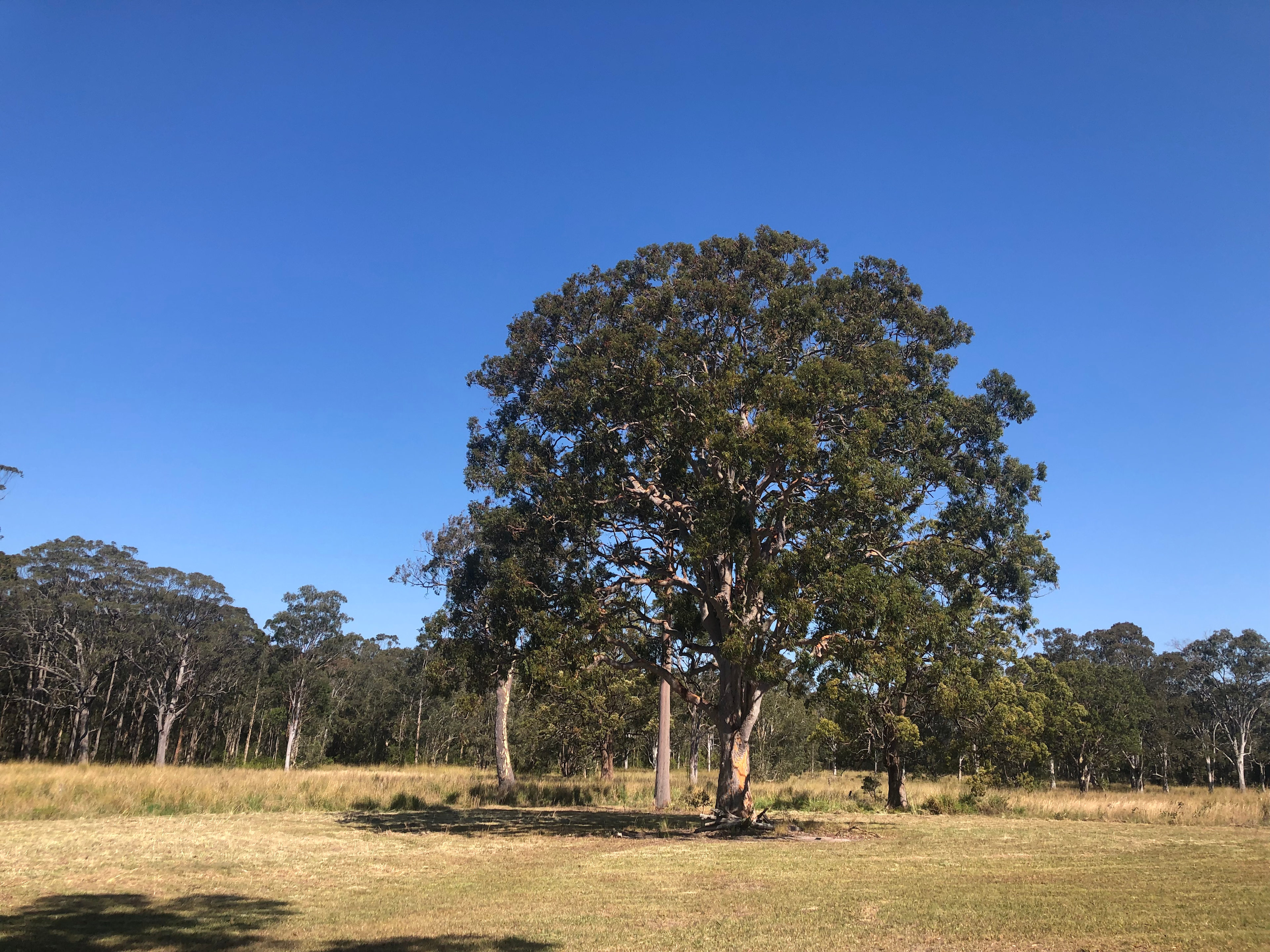 Gumnuts Campsite