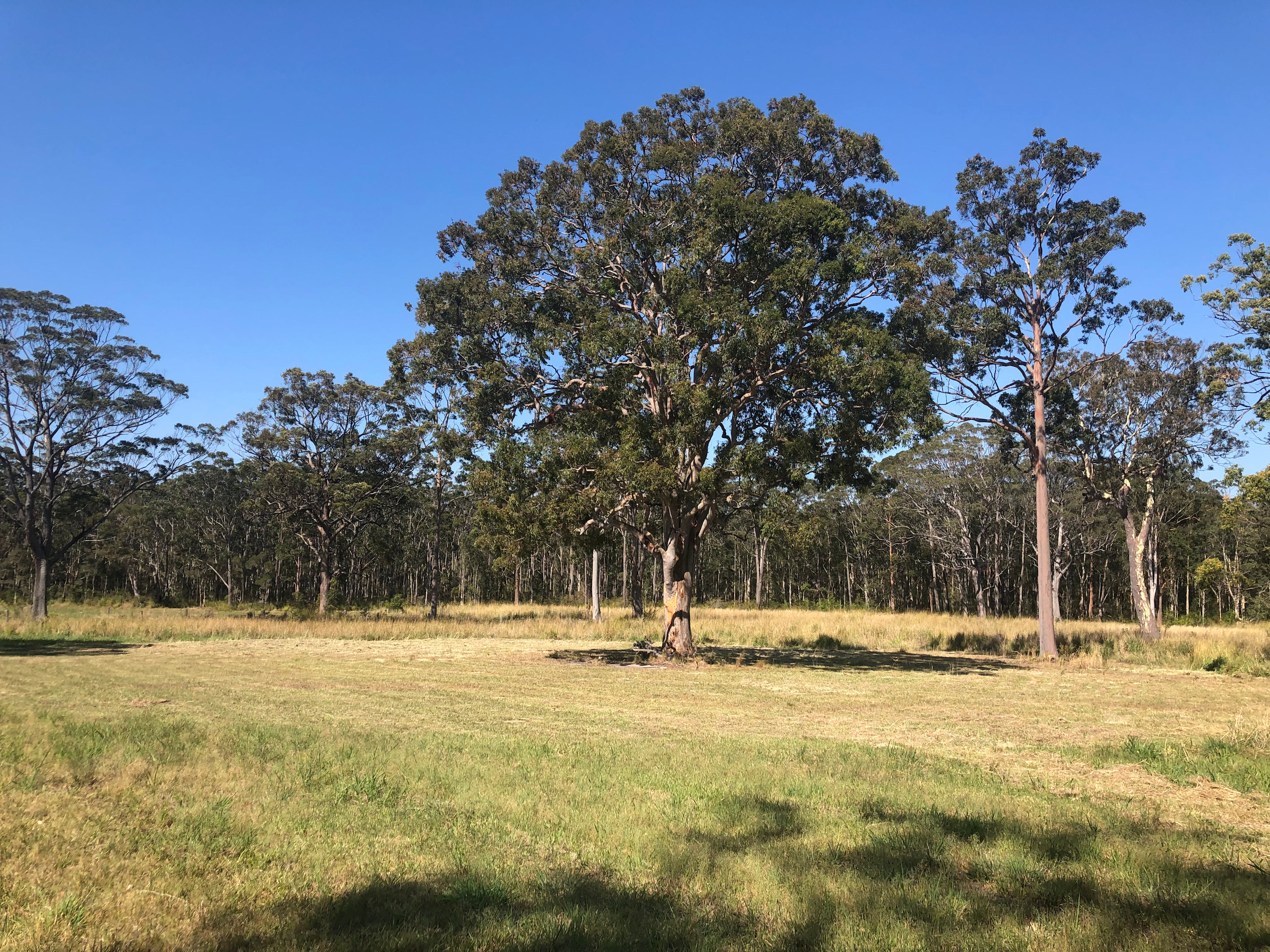 Gumnuts Campsite
