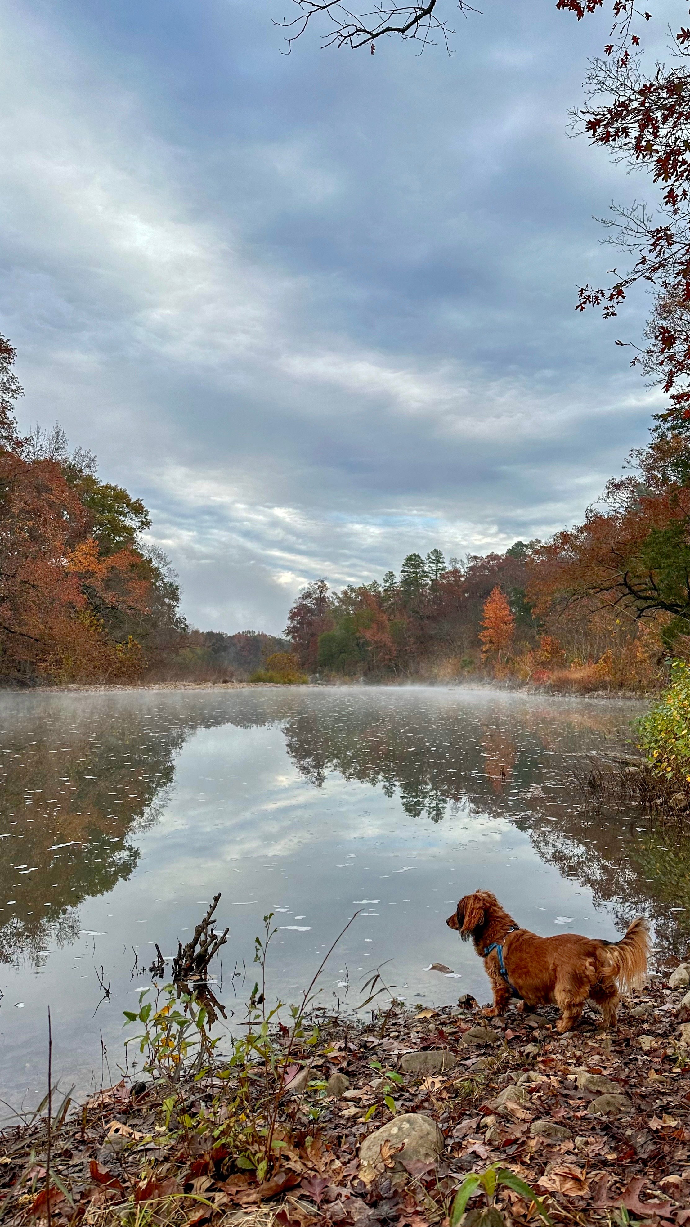 The most perfect misty morning to go with my coffee