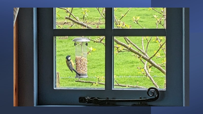 No need to get up to go birding!