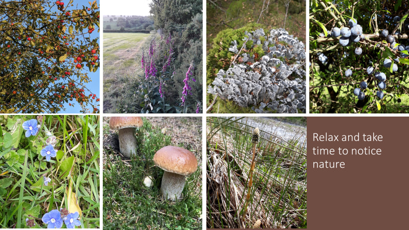 Maes Heddwch/Peaceful Field