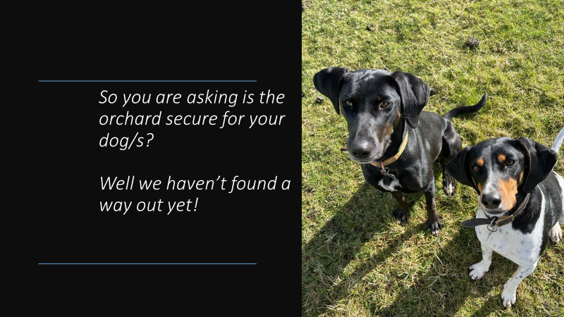 Maes Heddwch/Peaceful Field