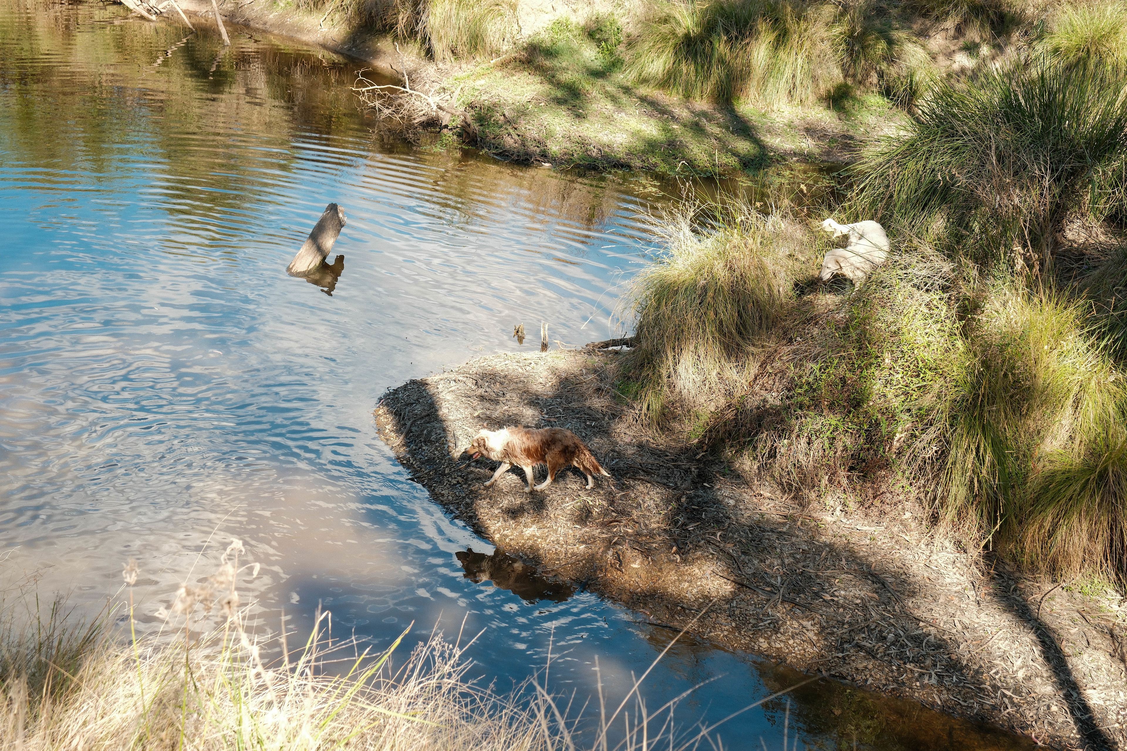 even the dogs loved the water