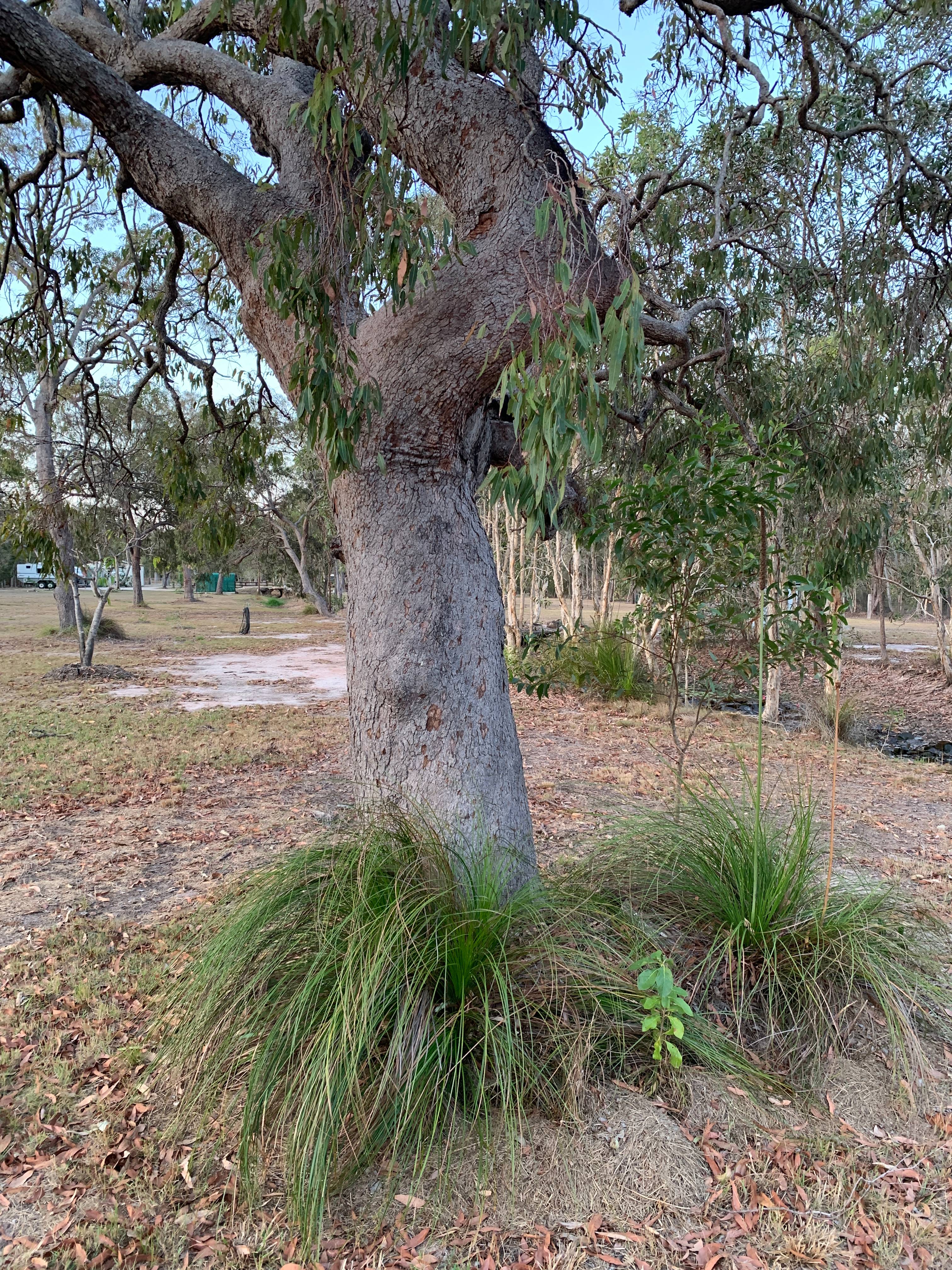 Grass Trees by the Back dam