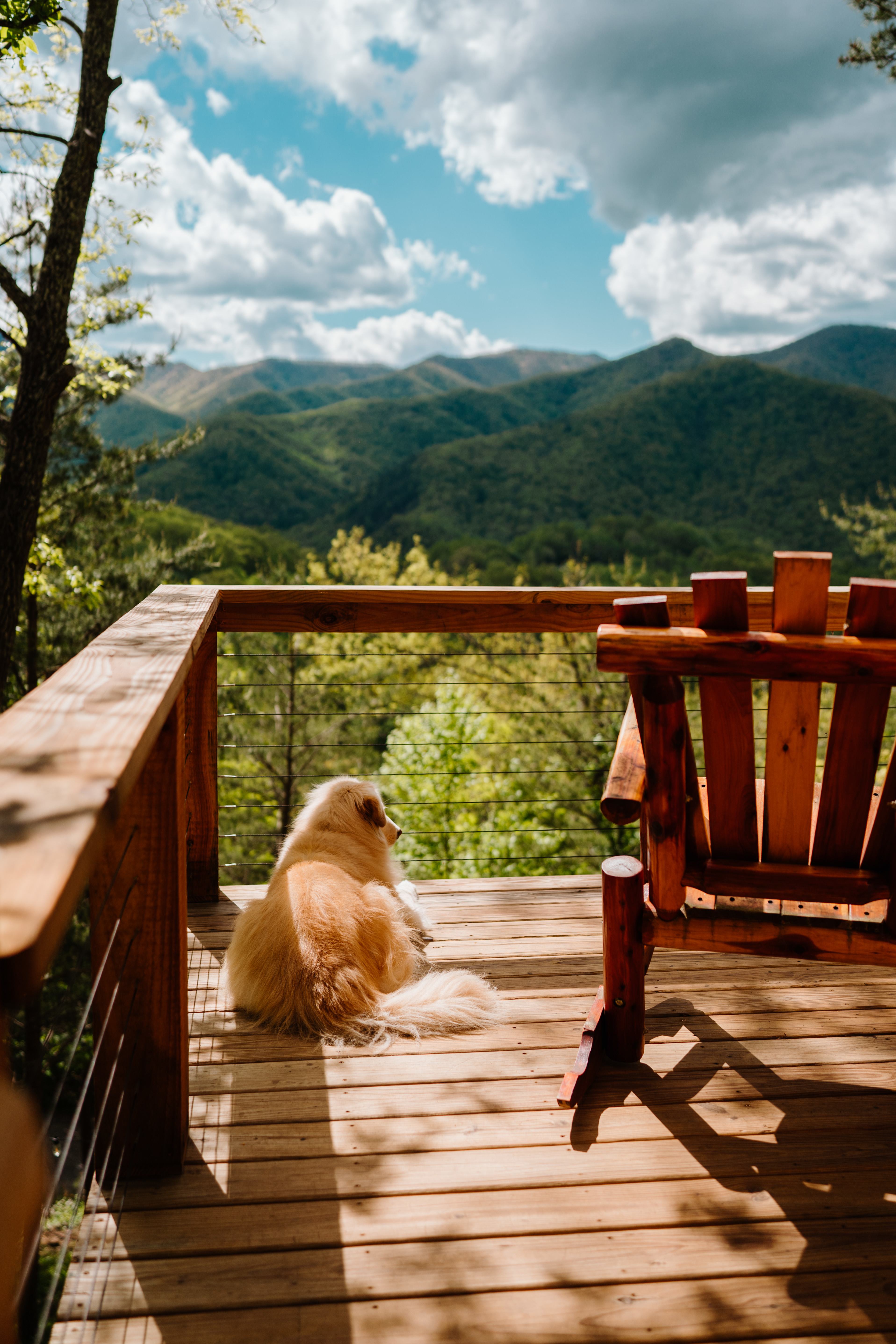 Highland Cow Off-Grid Treehouse