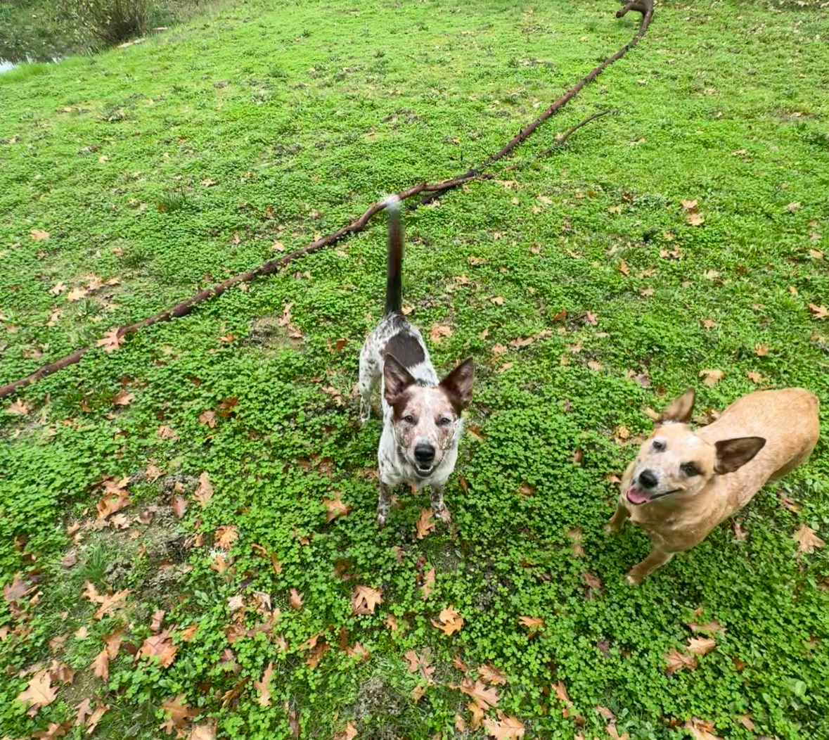 Our dogs, hanging out on the property