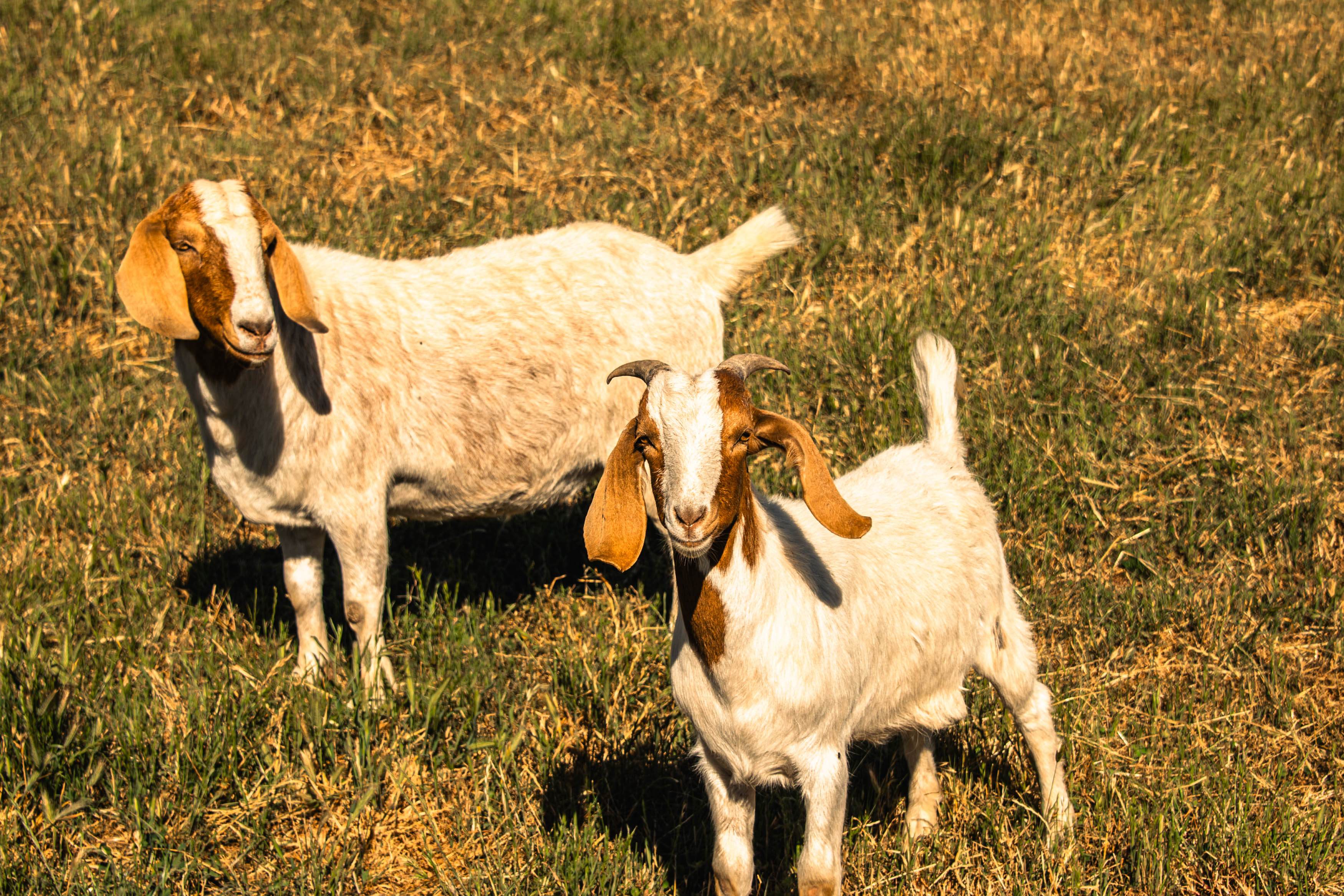 Mother and baby goat!
