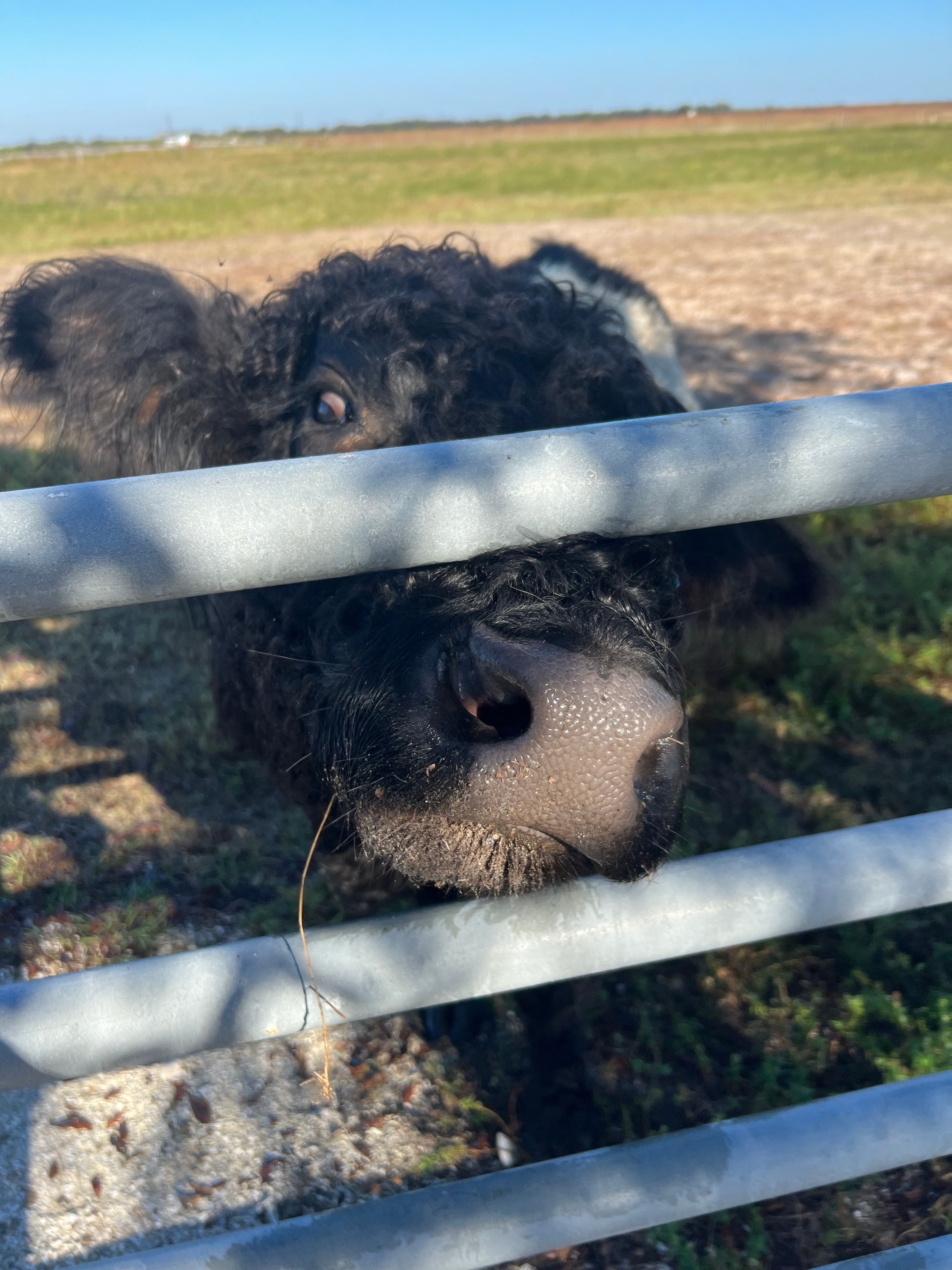 Silver Bullet Stables