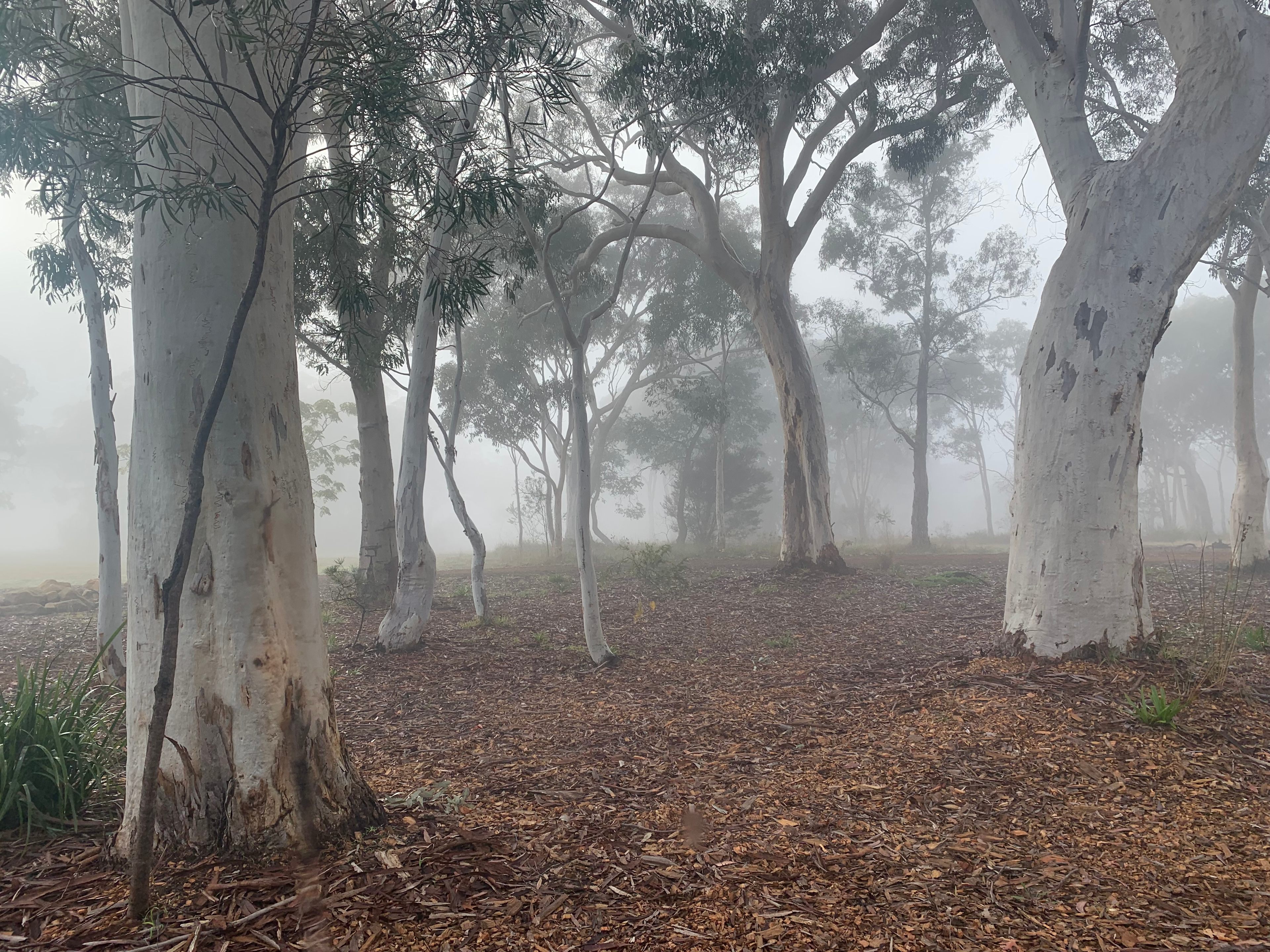 Misty morning in the ghost gums
