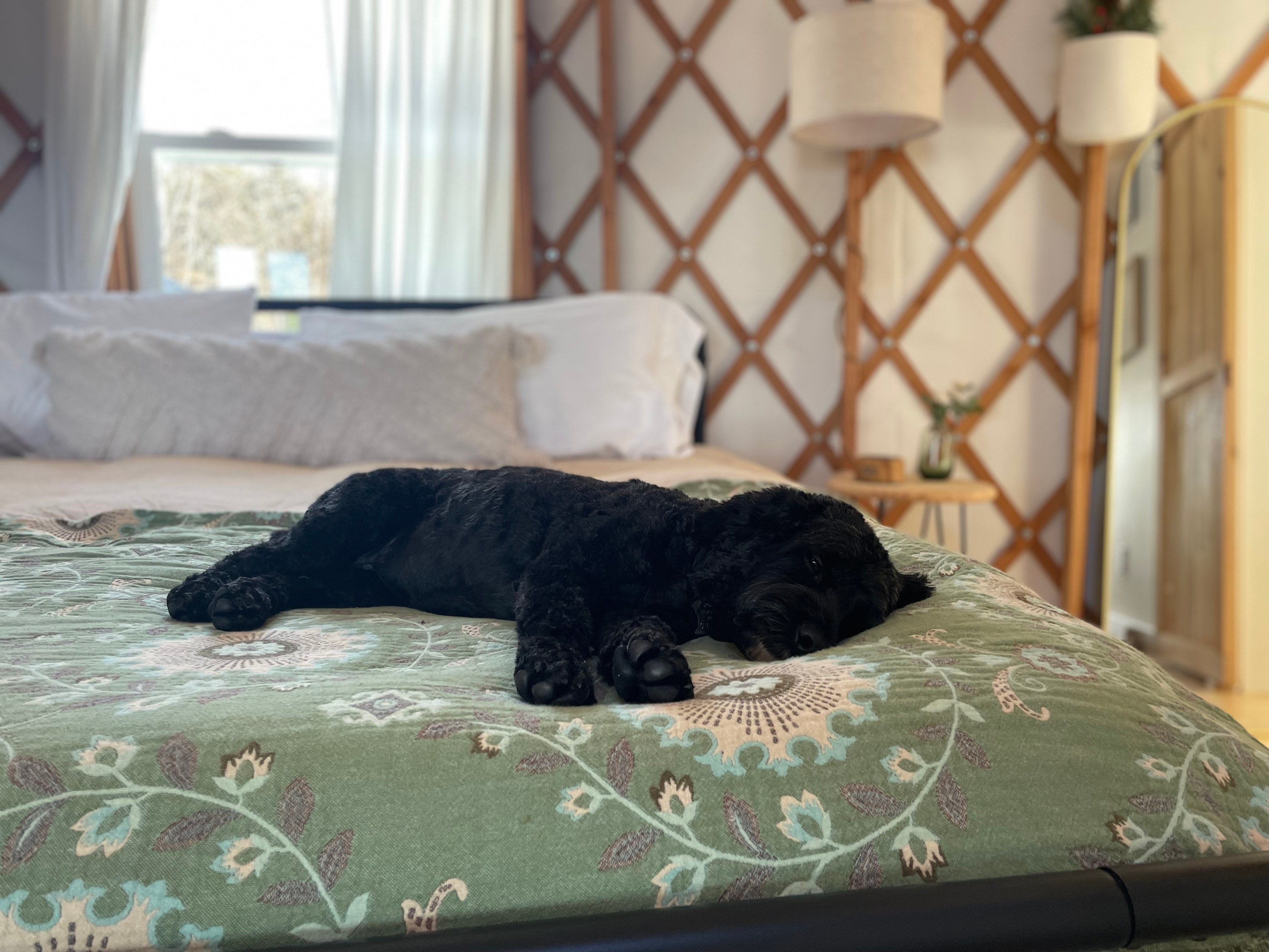Birdsong Yurt-Woodstock-Bryant Pond