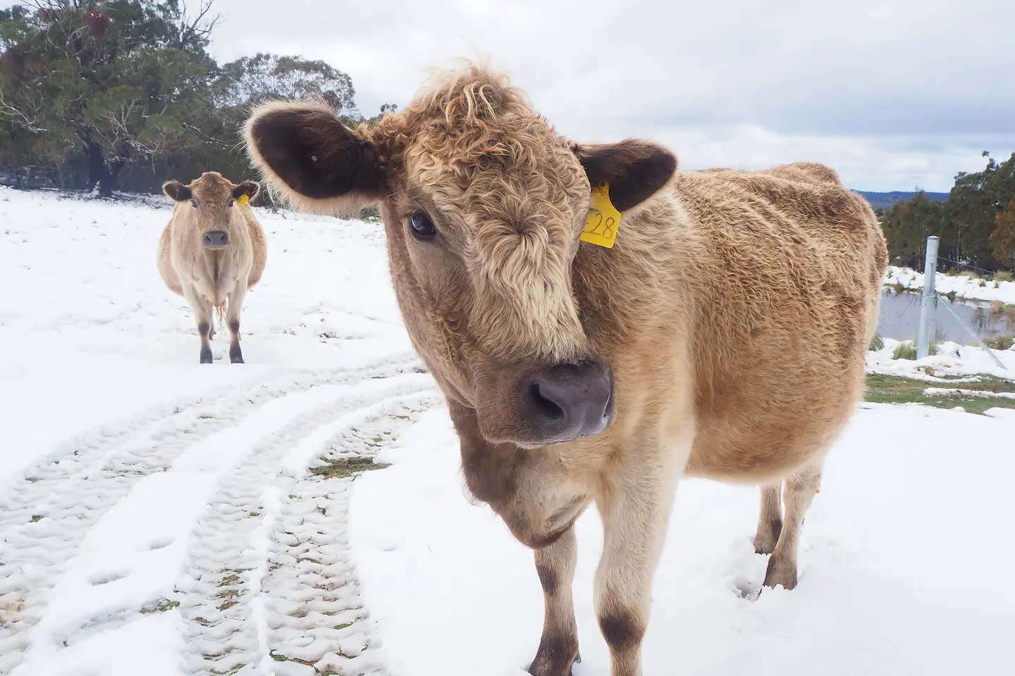 Snowgum Camp Farmstay Safari Tent's