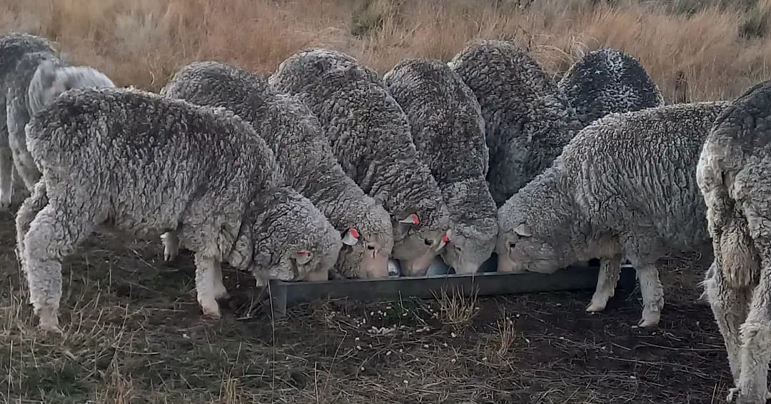 Snowgum Camp Farmstay Safari Tent's