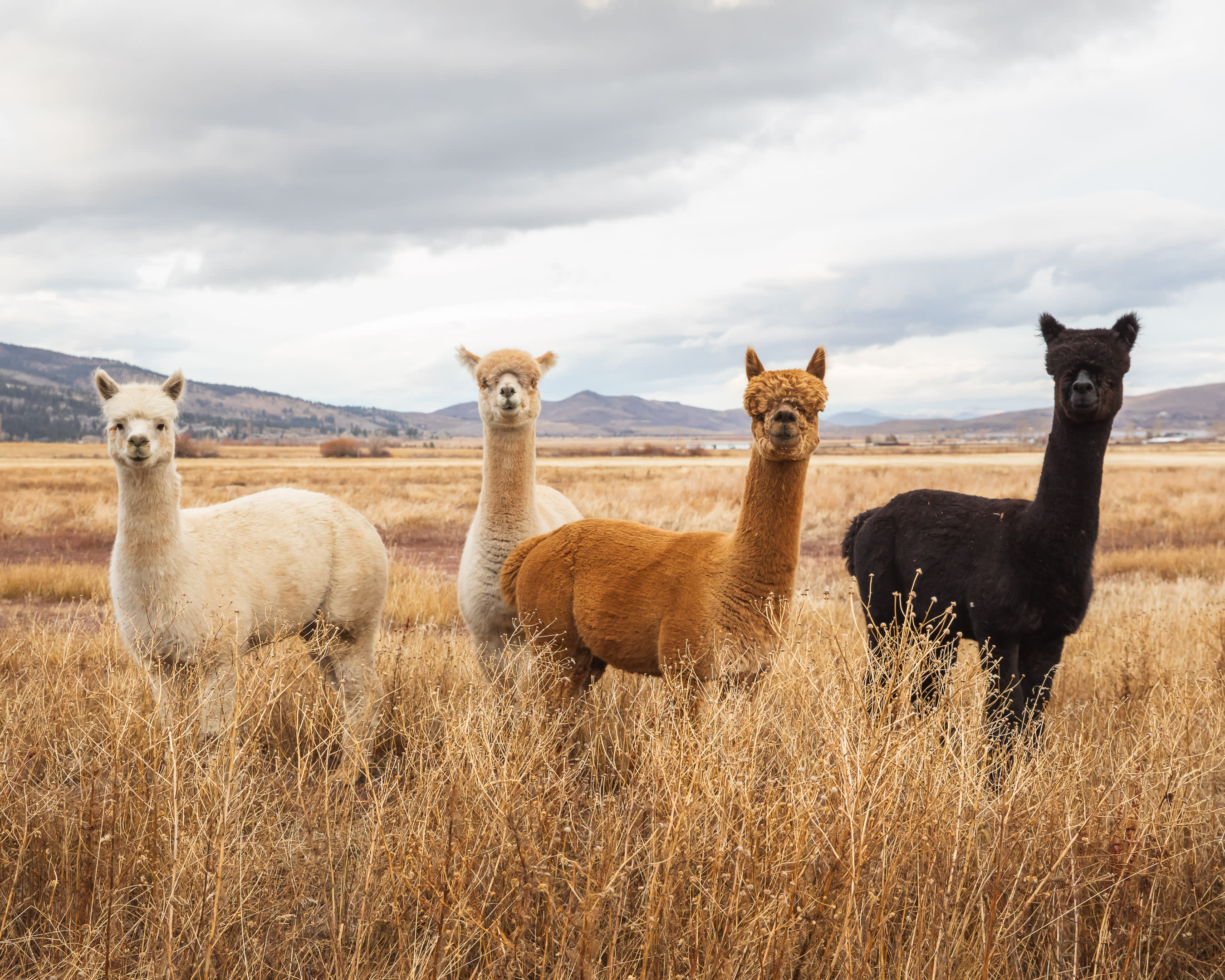 L.Davis Ranch and Olde LYFE Alpacas