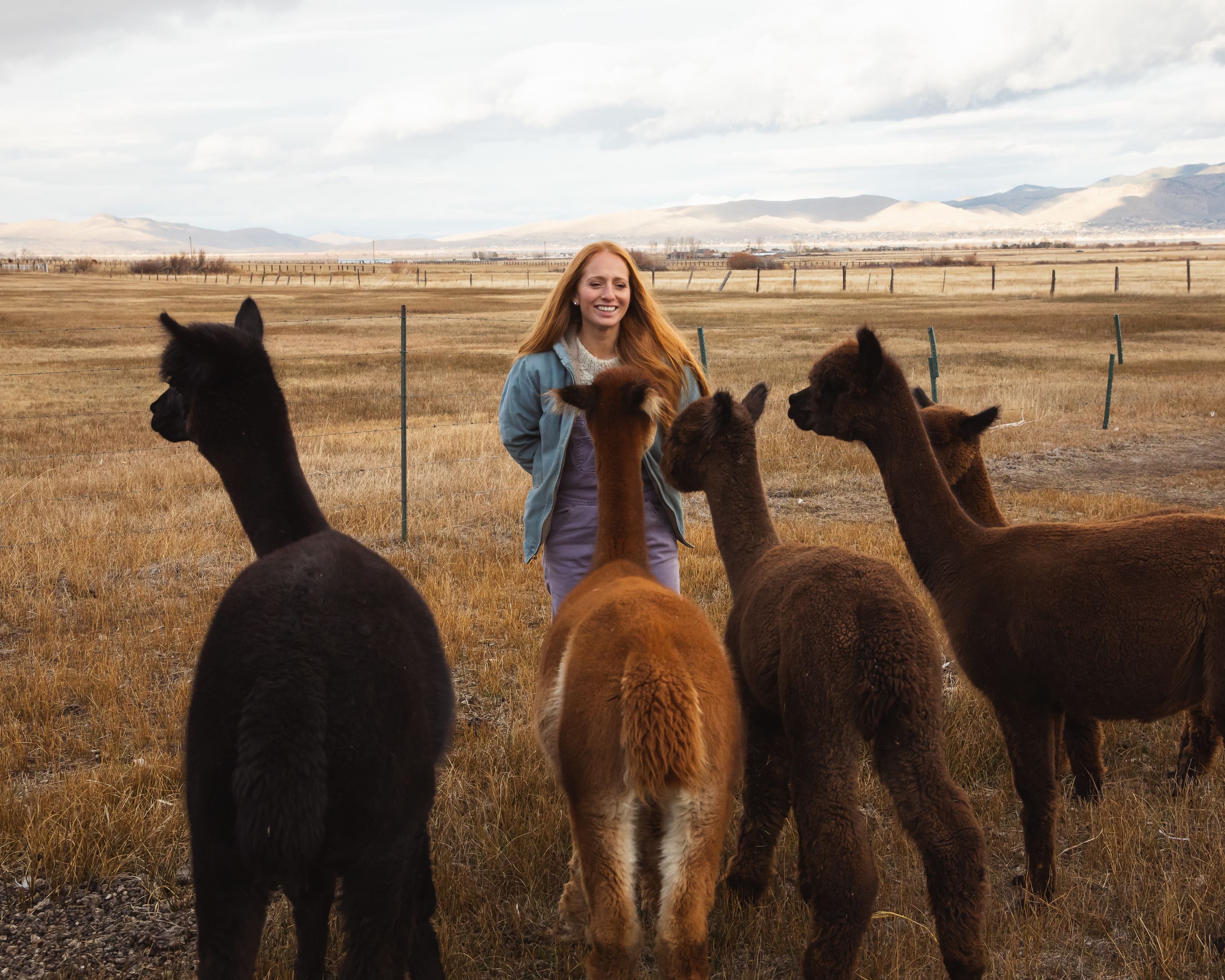 Alpaca Adventures at Honey Lake