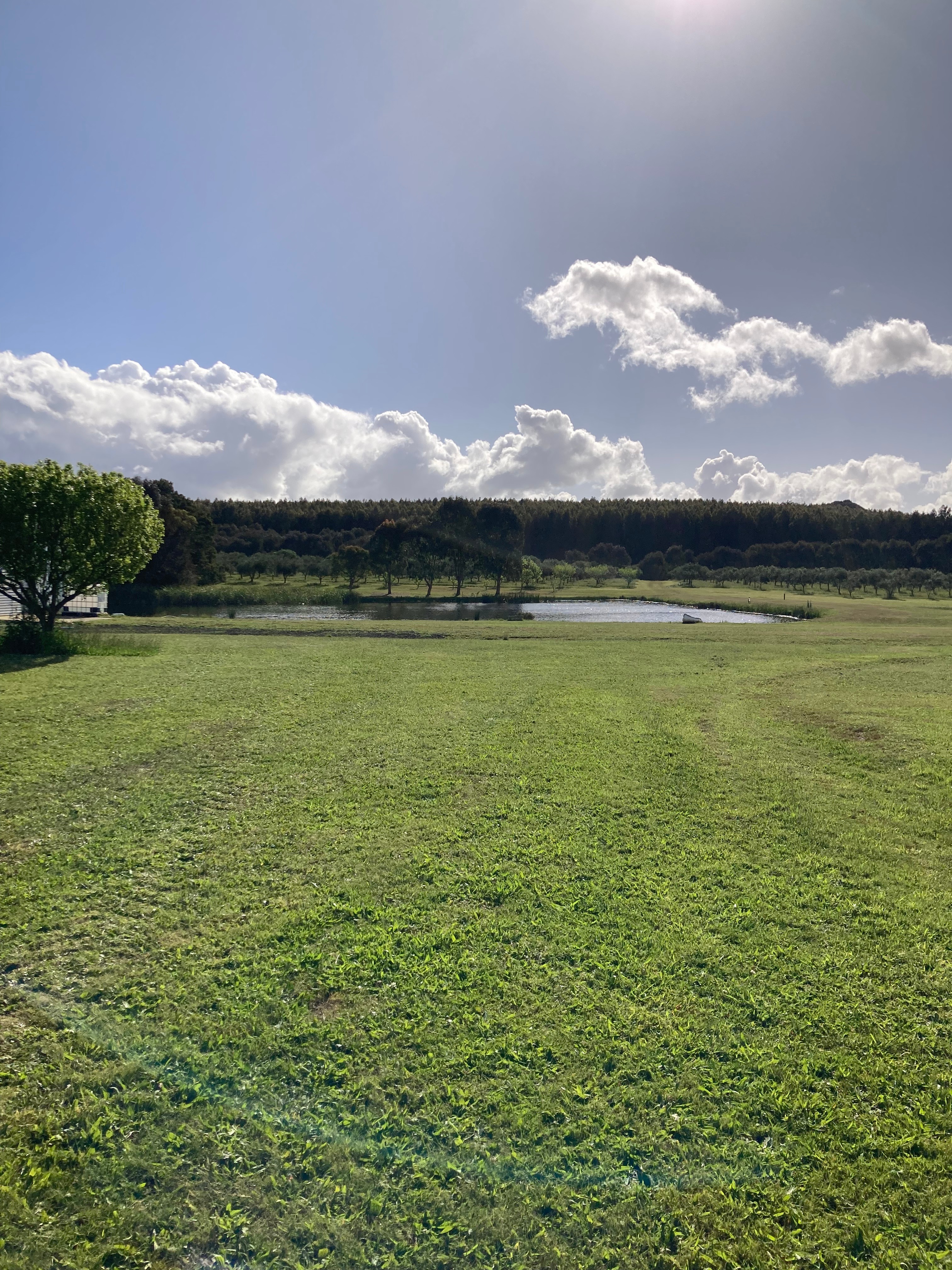 Olive Farm