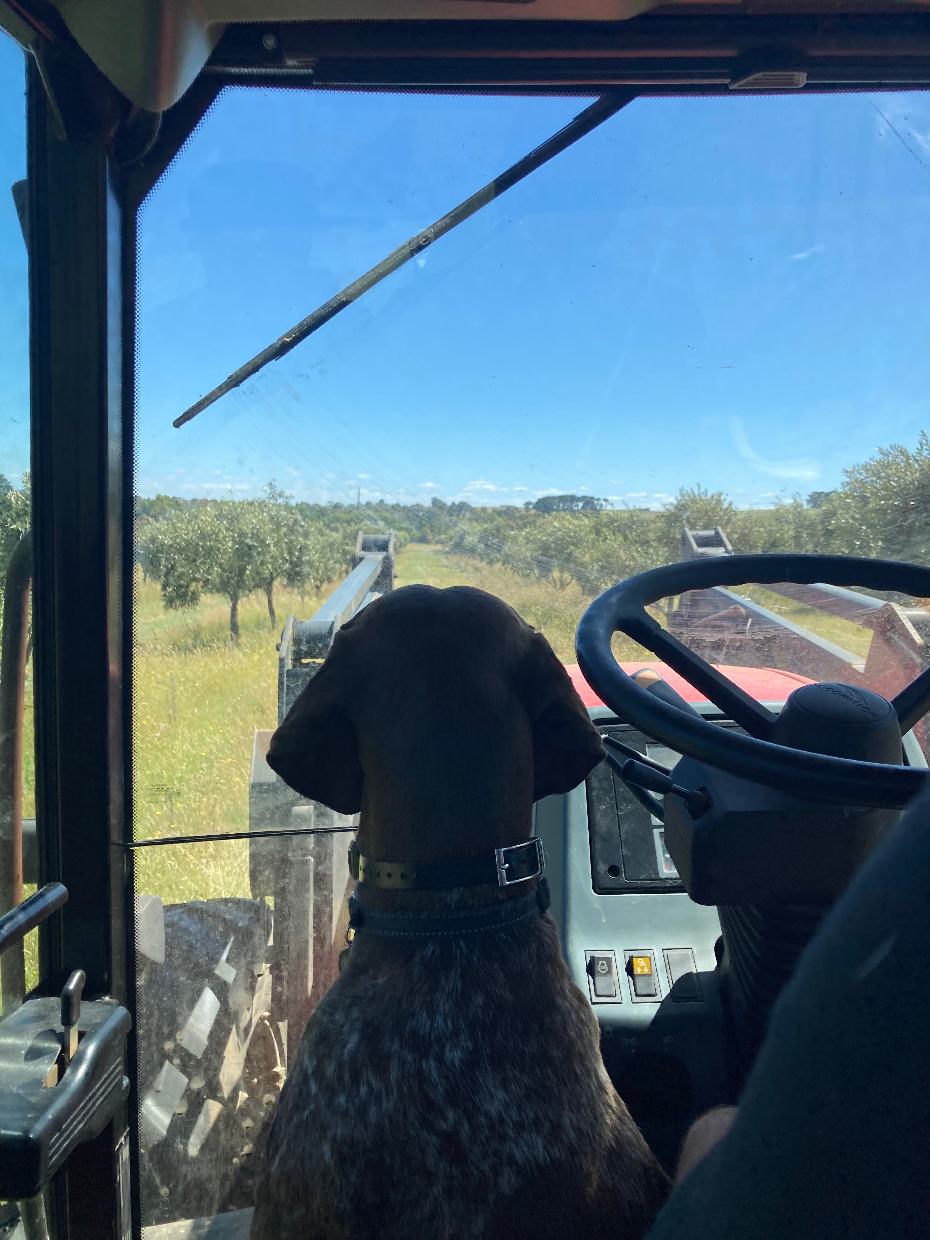 Olive Farm