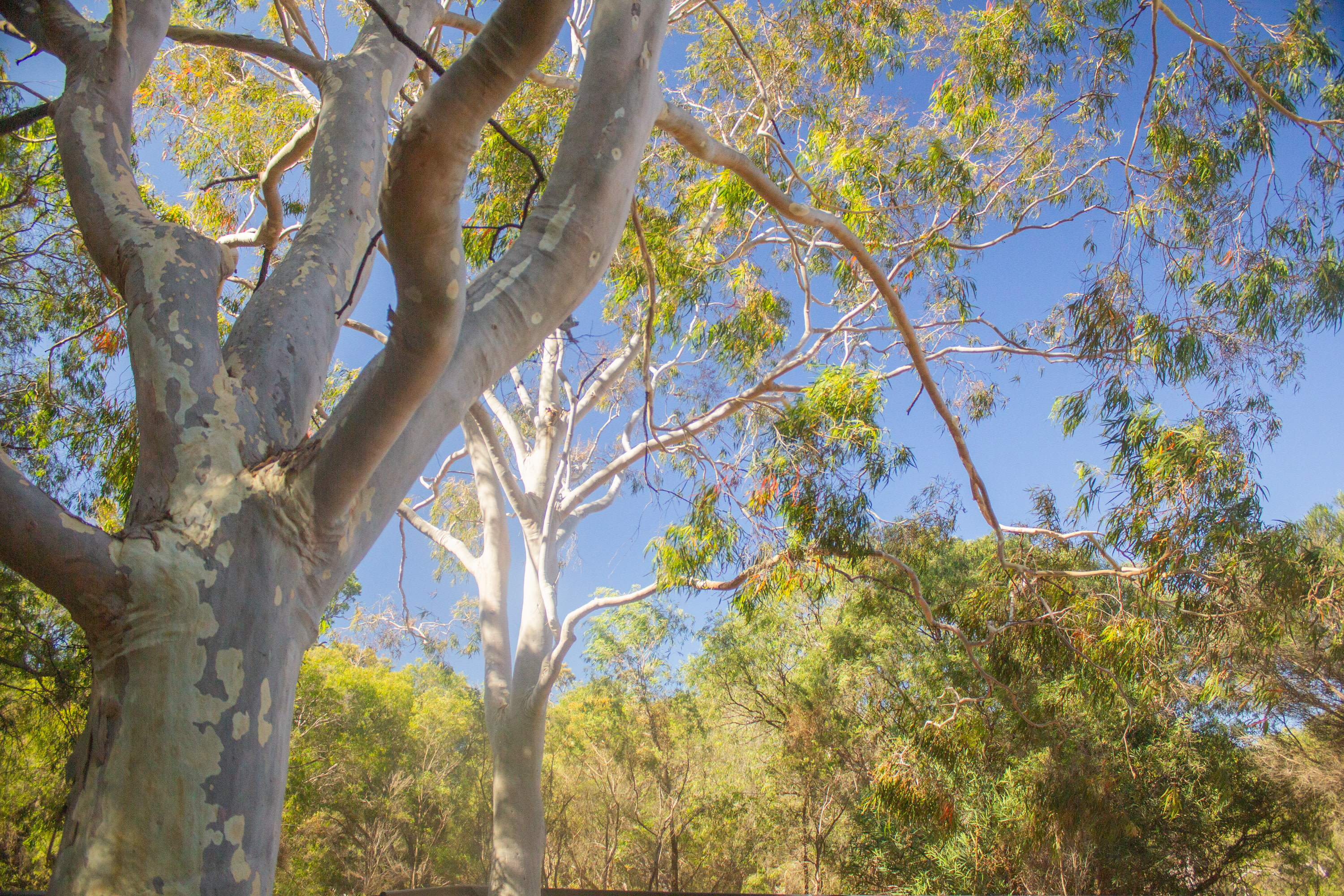 Landscape- beautiful scented lemon balm trees line the entrance of the Stable Yards