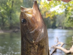 smallmouth, big appetite