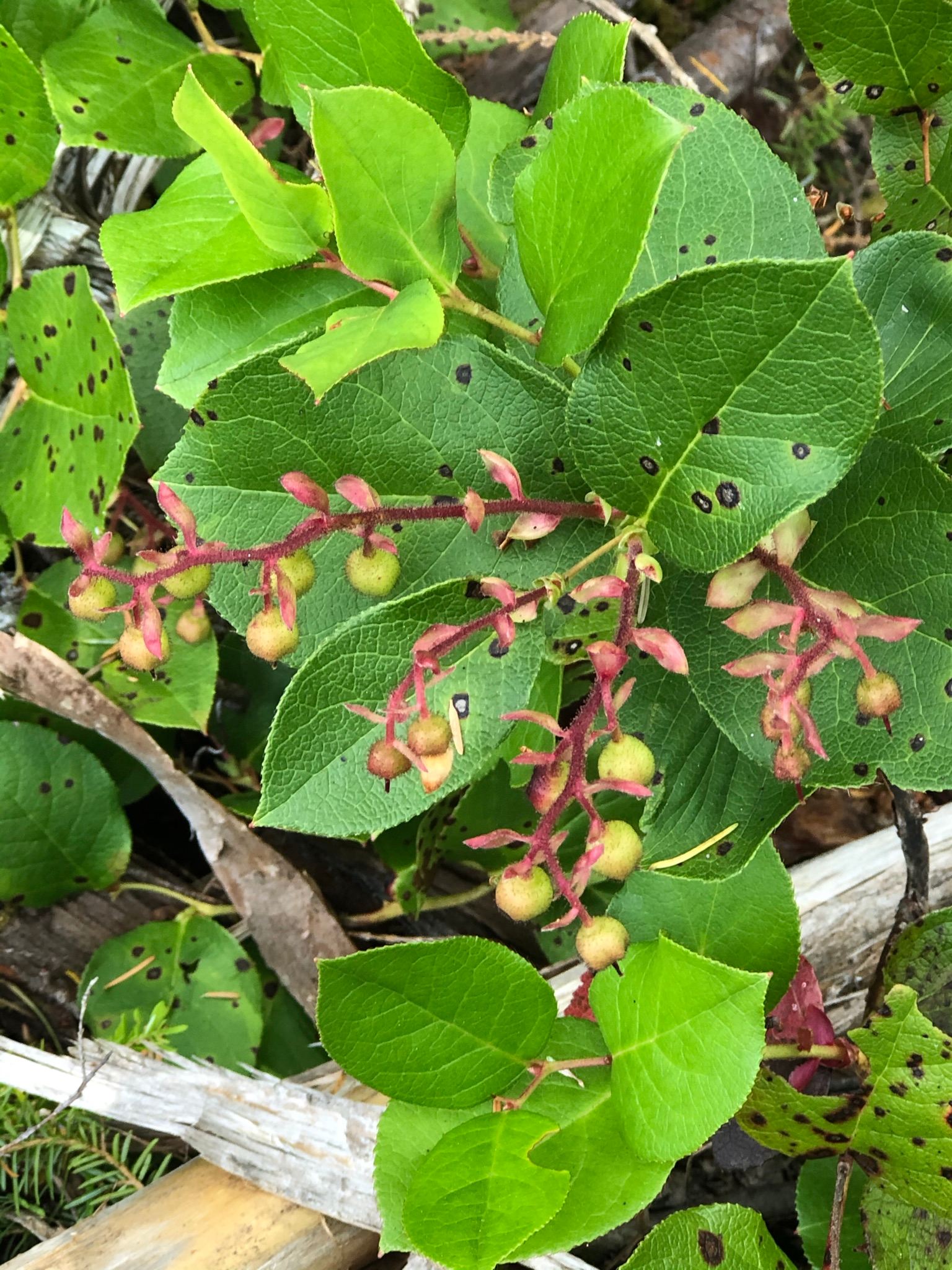 Huckleberry Meadow