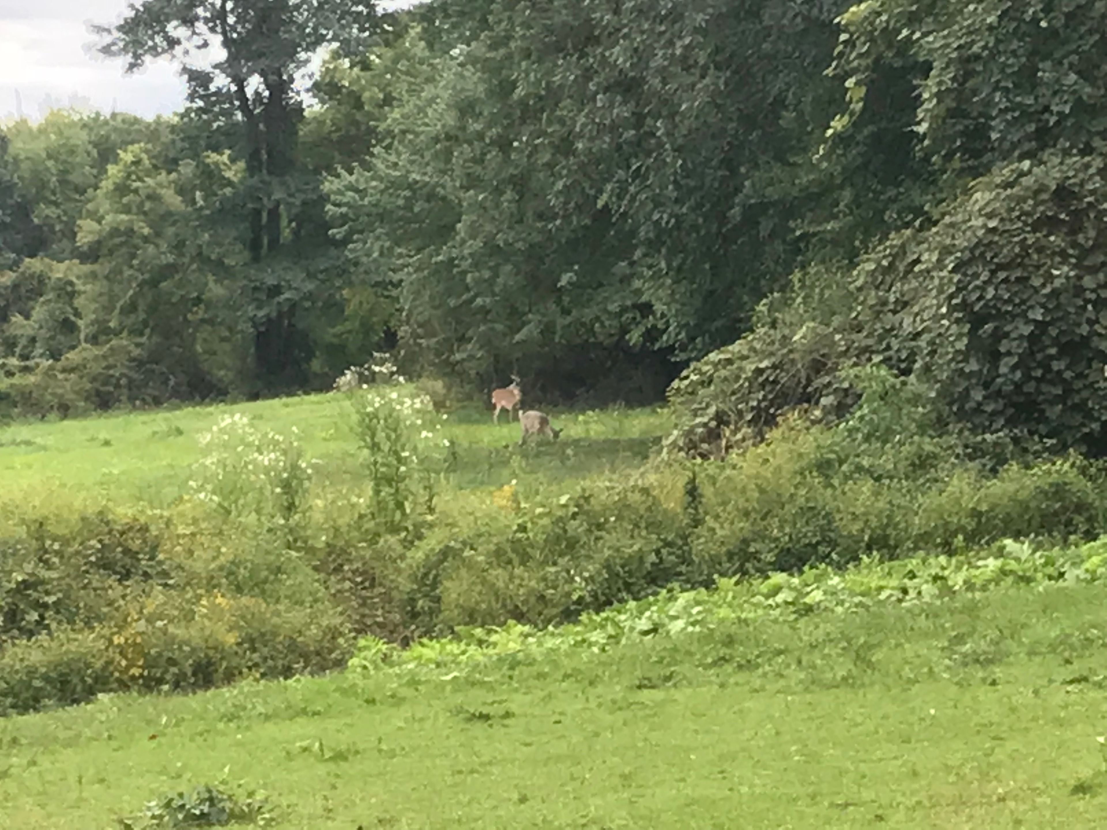 Pegasus Farms LLC