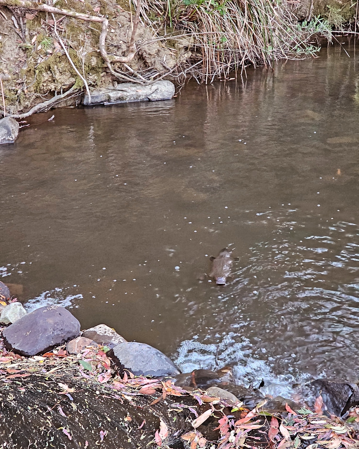 Duckbill Banks Camp & Hot Tub