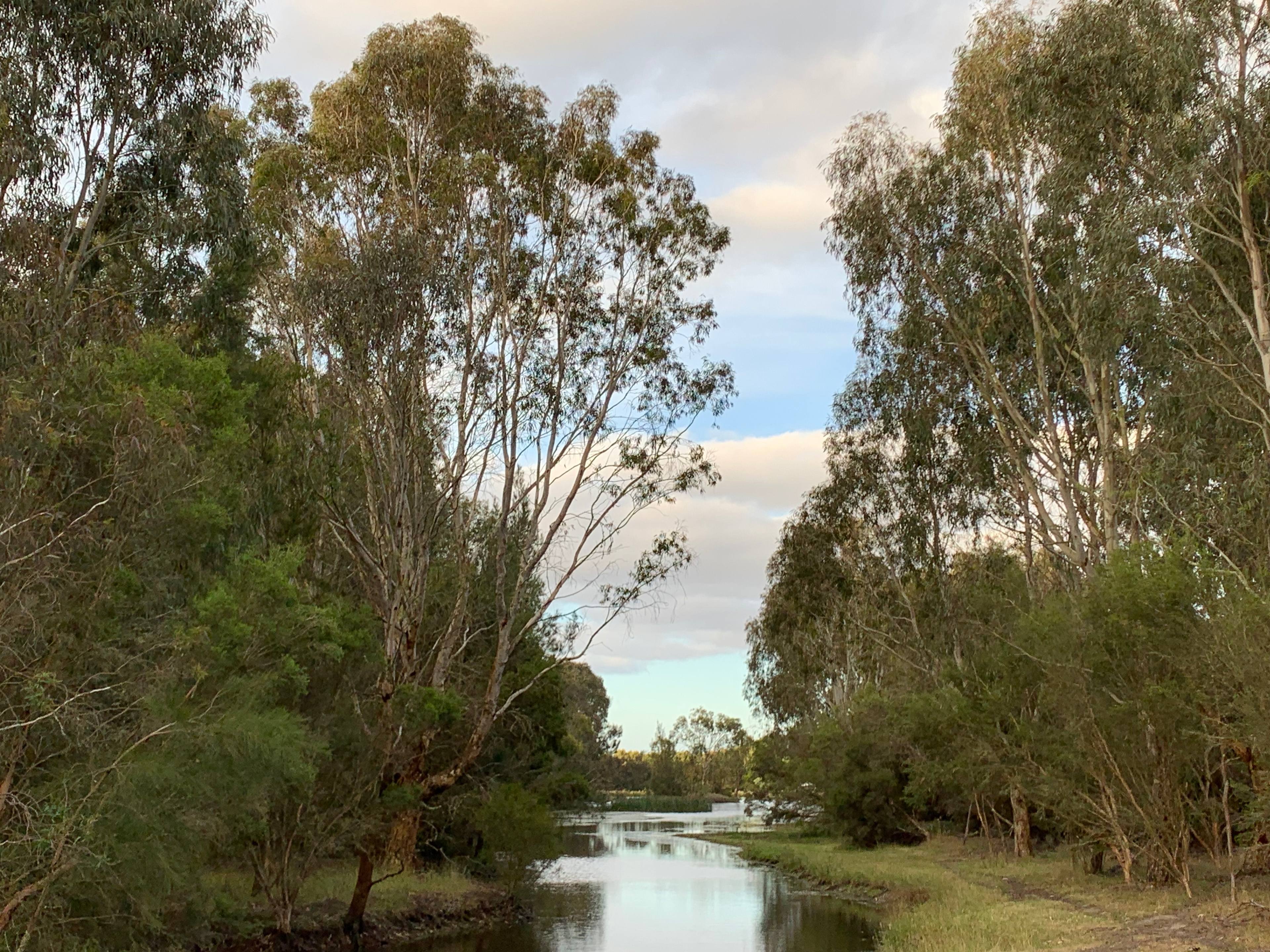 Olive Farm