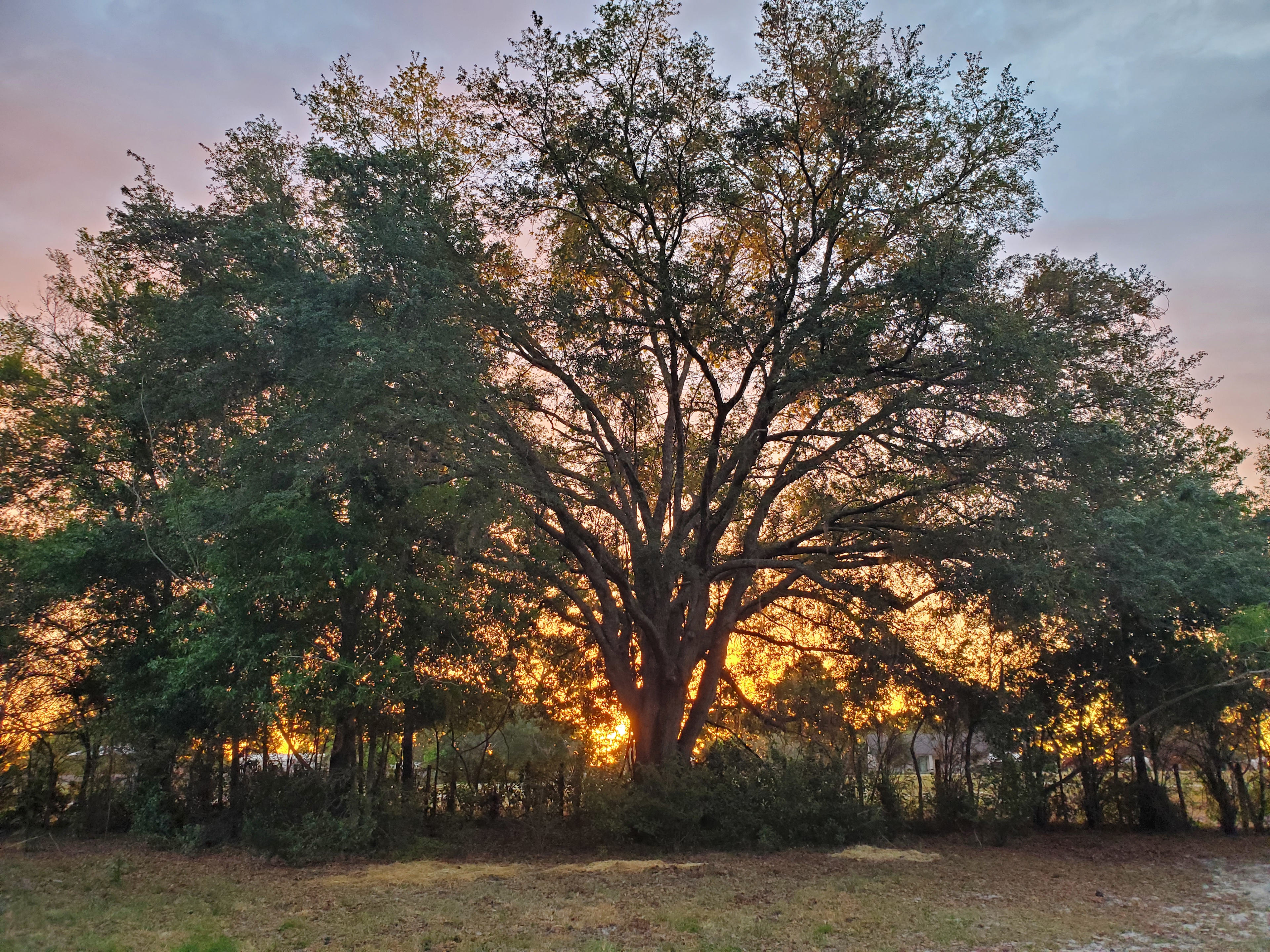 The Nature Coast Beacon