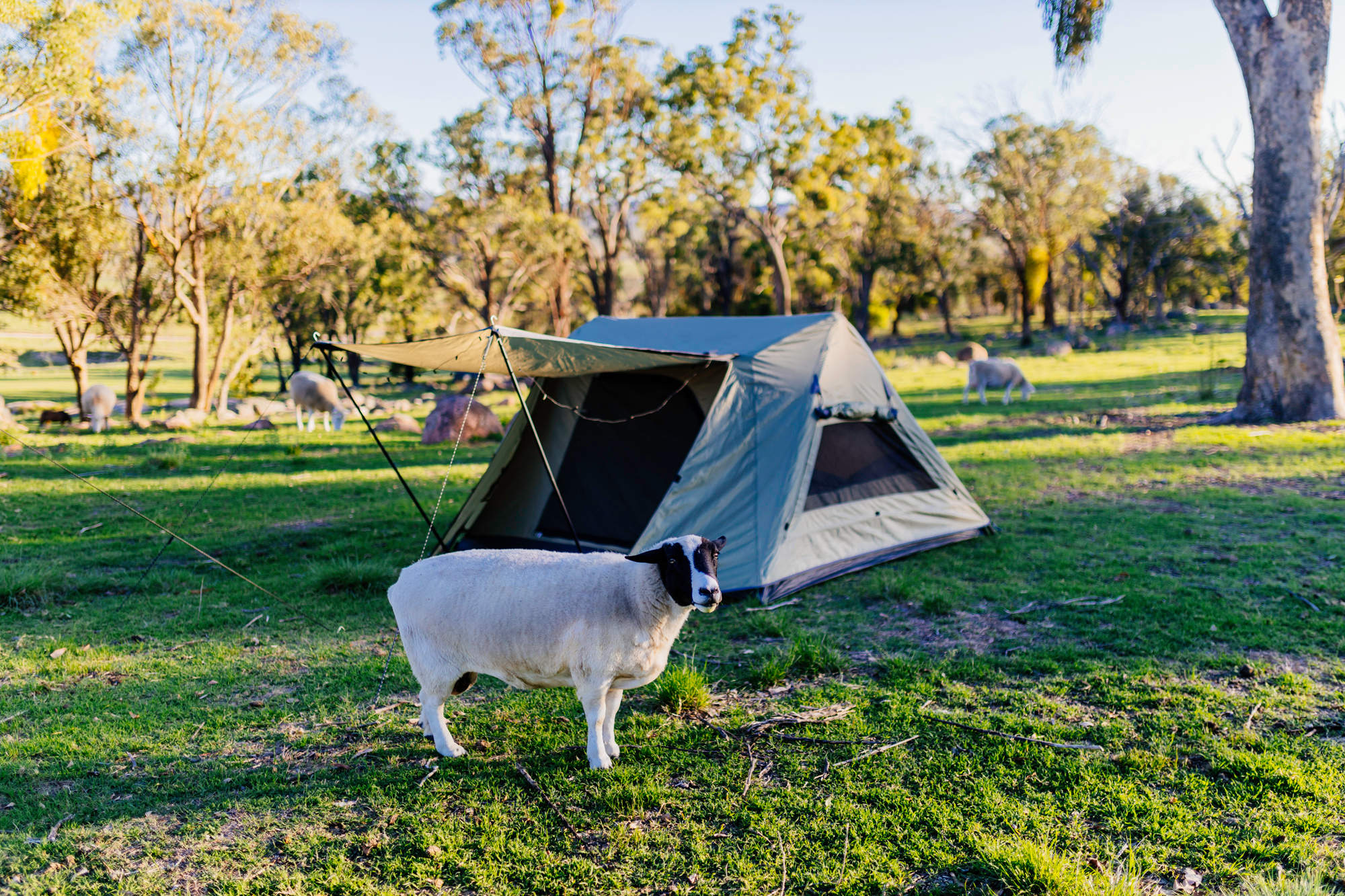 Friendly farm animals