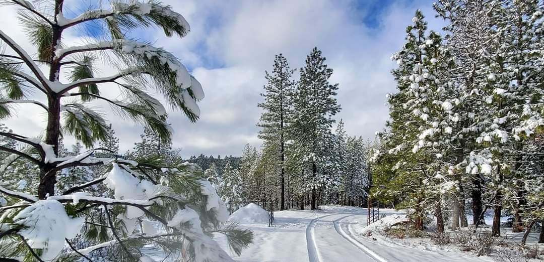Cat's Forest Retreat