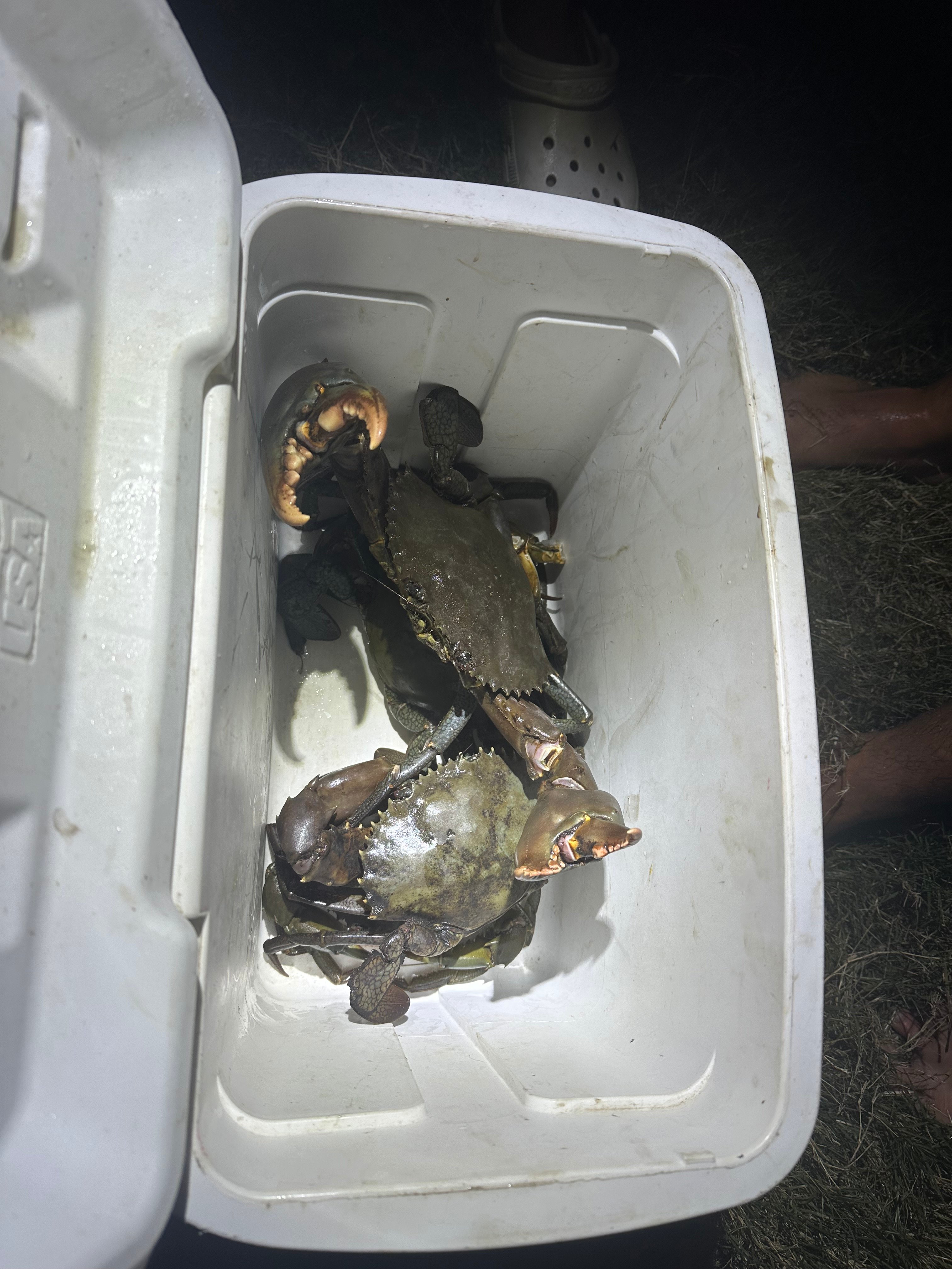 Grafton Southgate on the Clarence