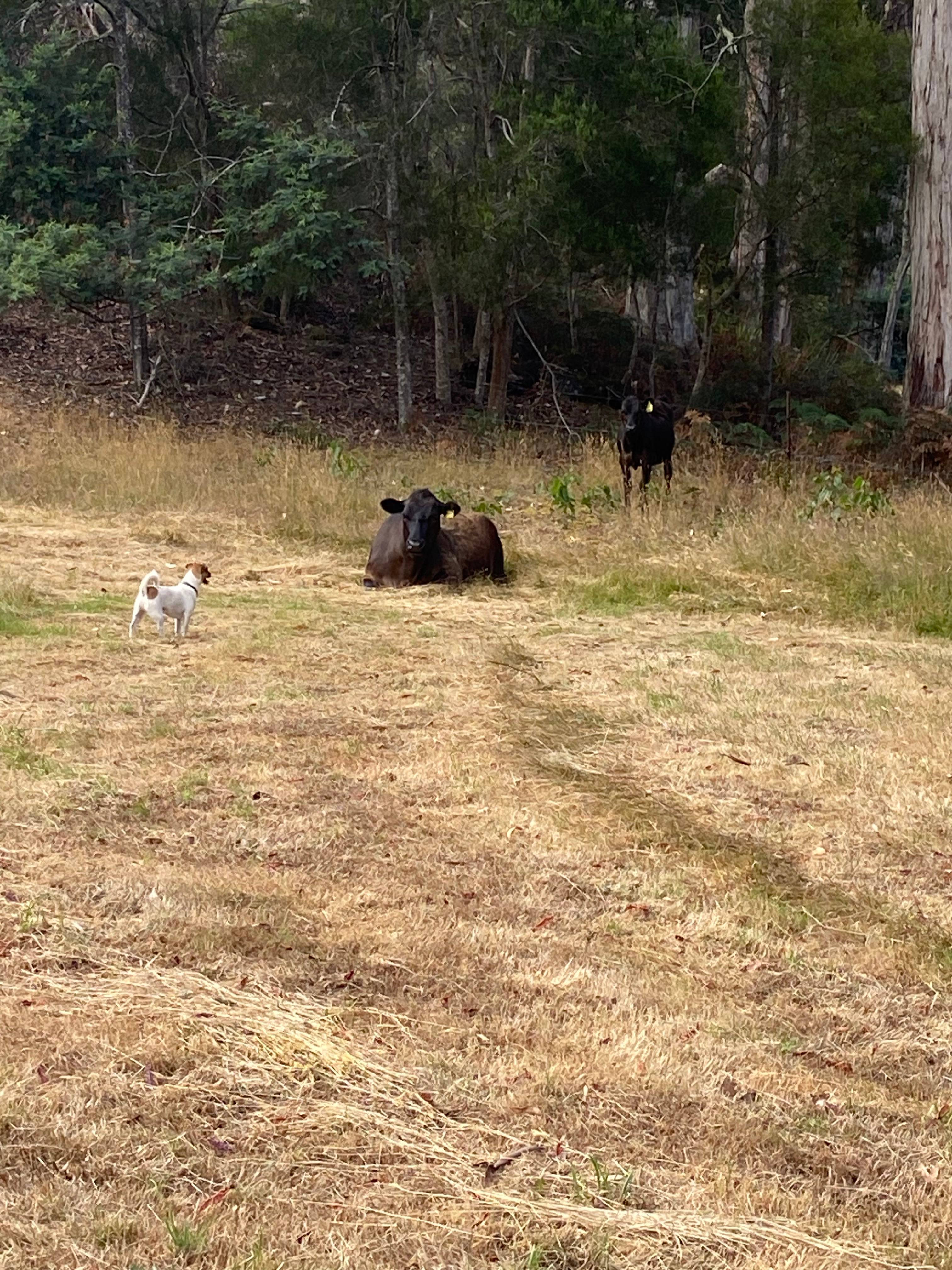 Inglis River Caravan and Camping