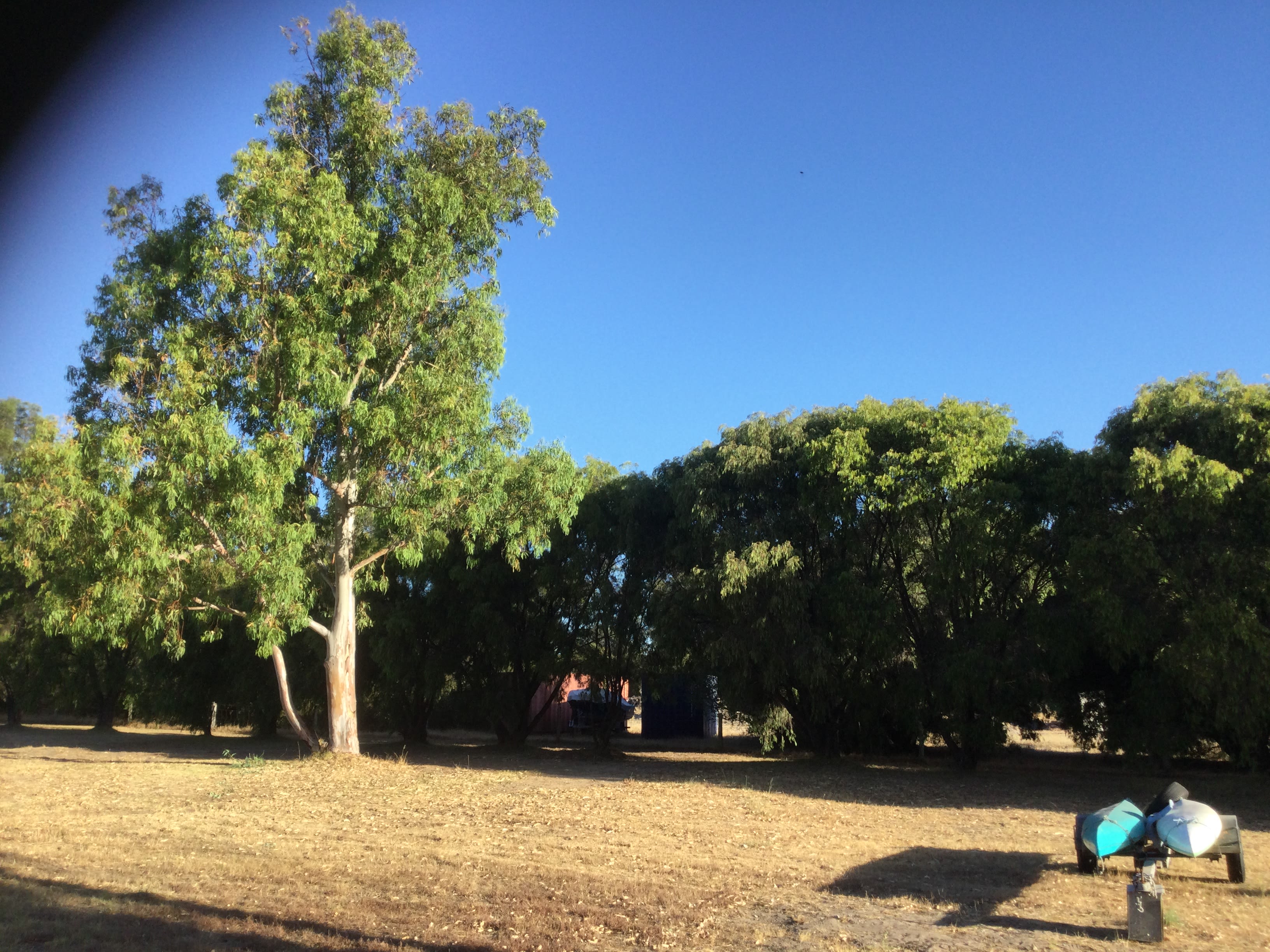 Peppie Tree Drive