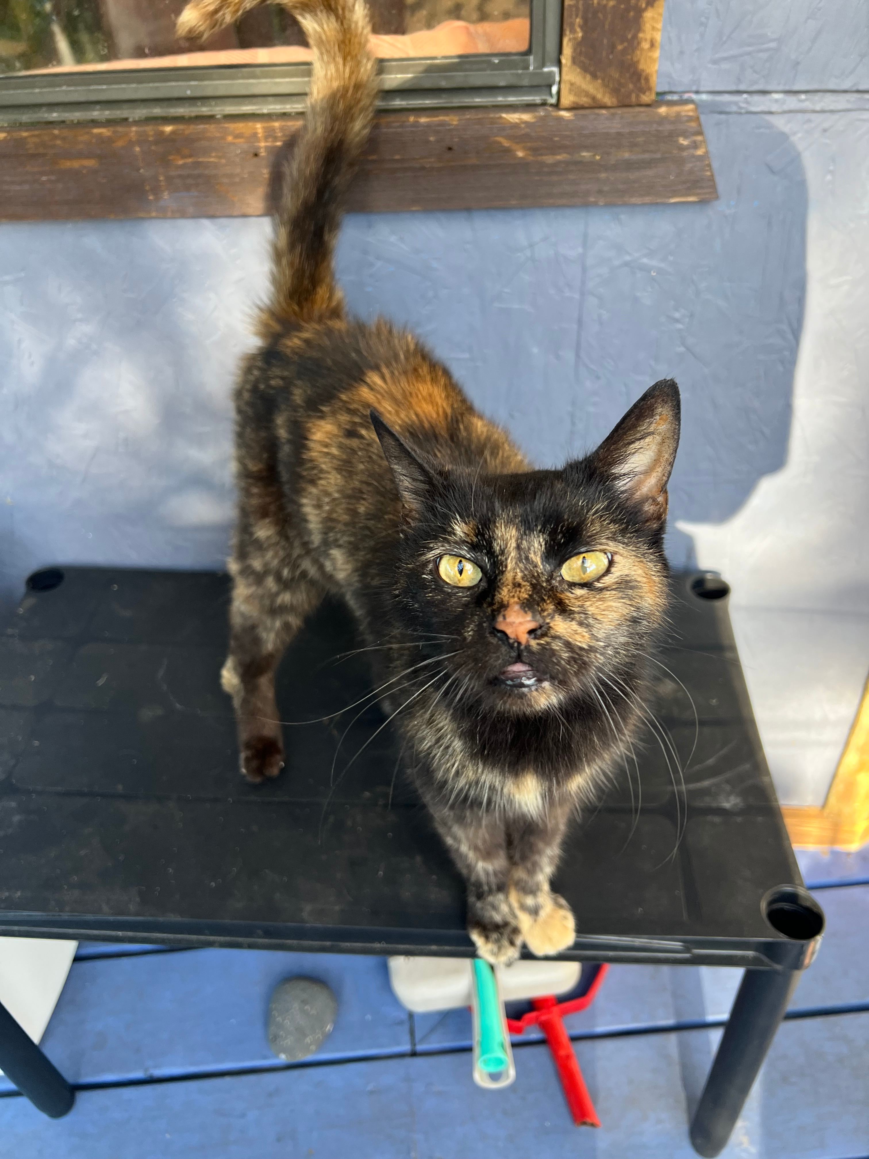 Earthsong Foundation