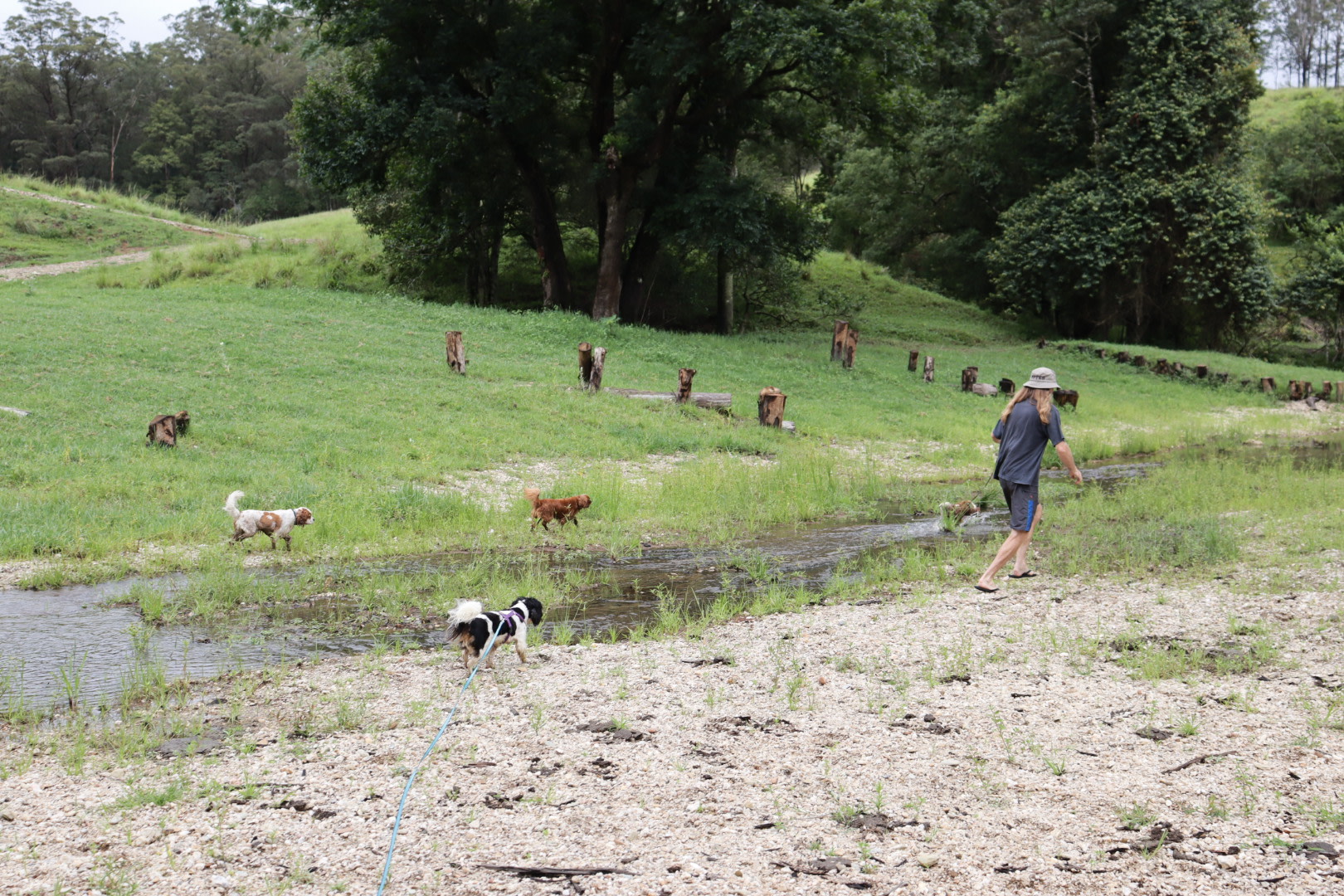 Having fun with the dogs