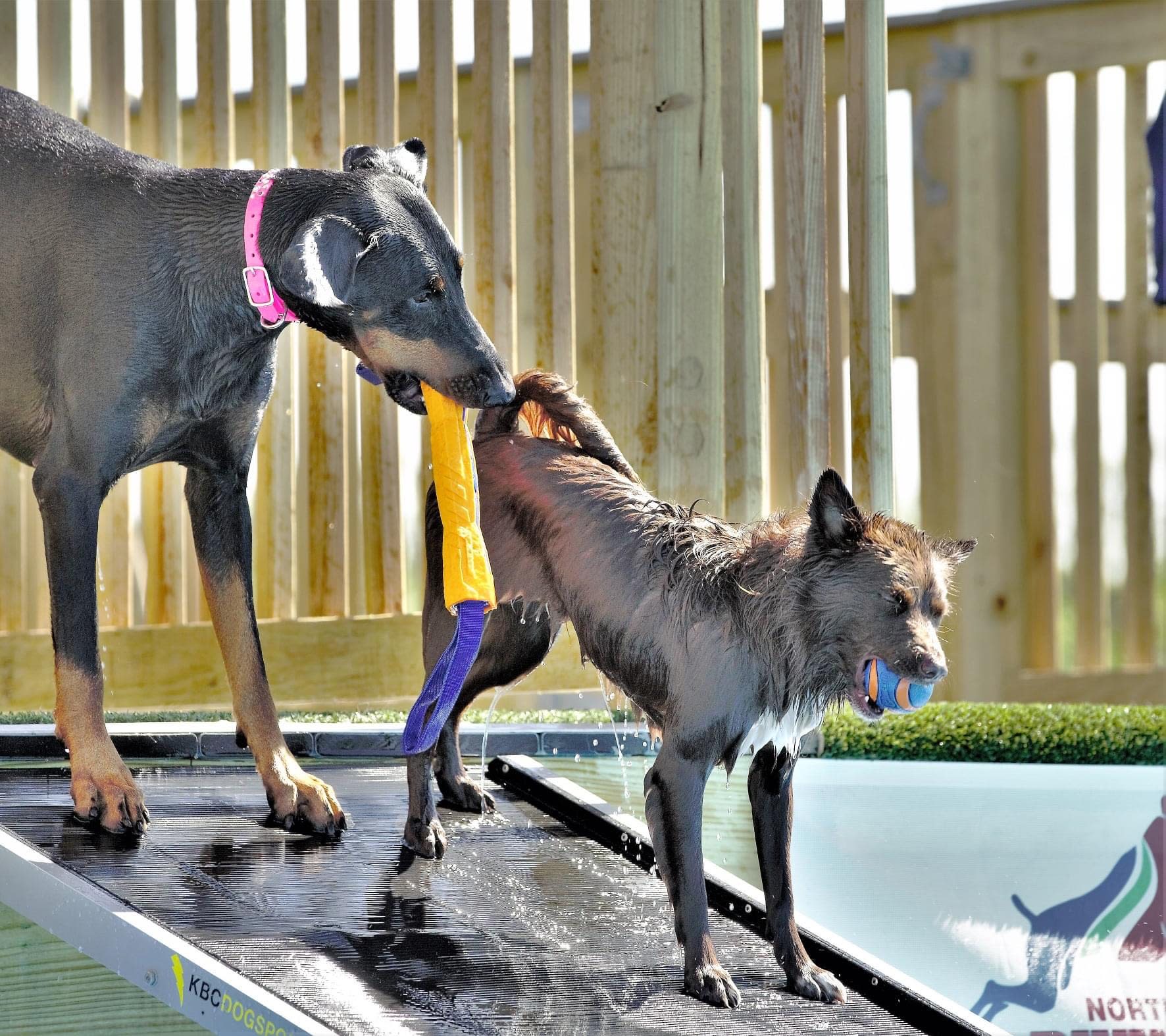 Bratty Paws Dog Plex