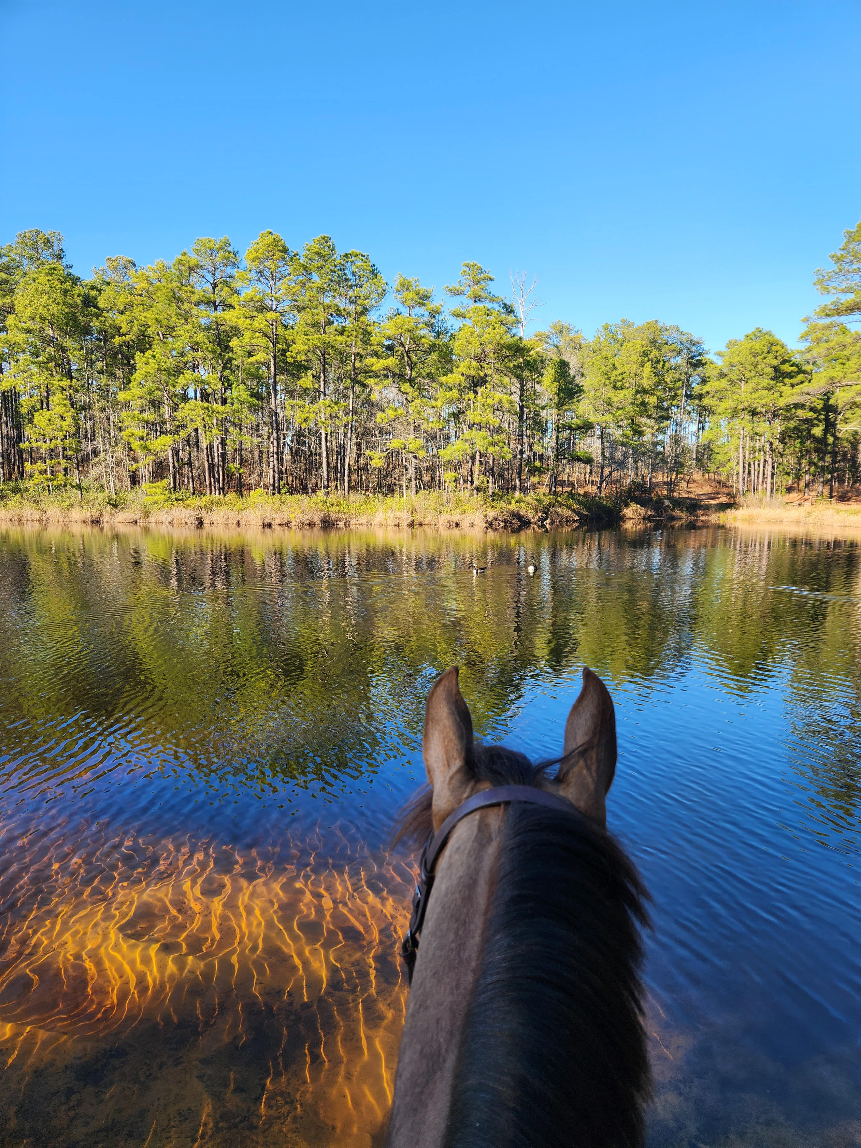 Foundation RV Camping Horse Hotel,