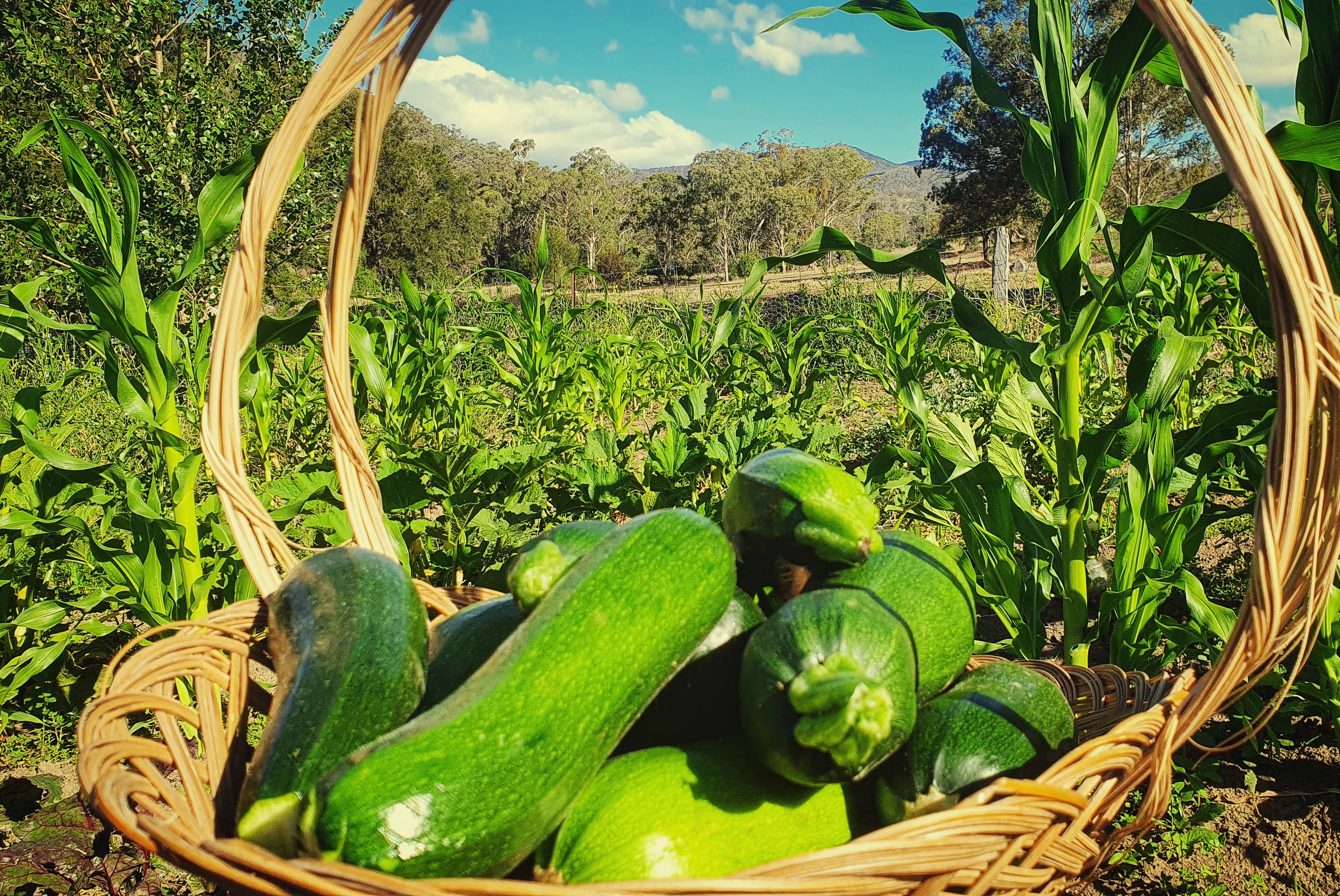 We have fresh produce which we sell from our roadside stall. You are welcome to purchase some or ask about what we sell at our shop in town. 