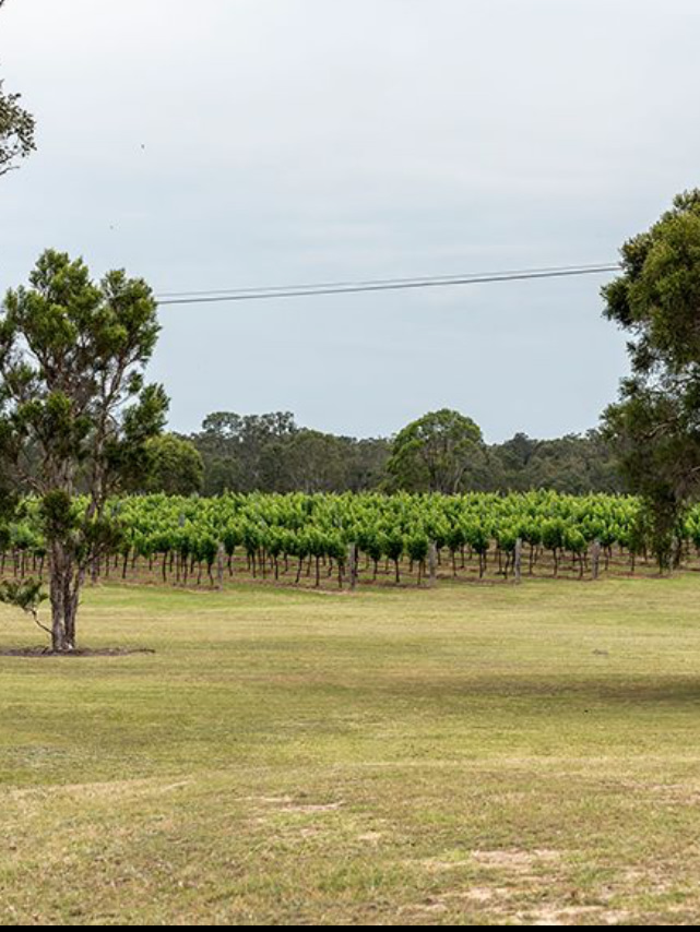 Trinity Vineyard Estate - Hunter Valley