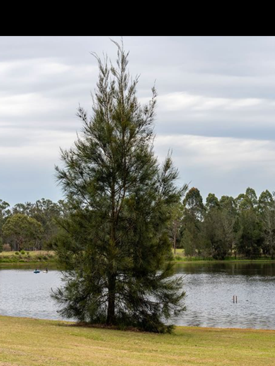 Trinity Vineyard Estate - Hunter Valley