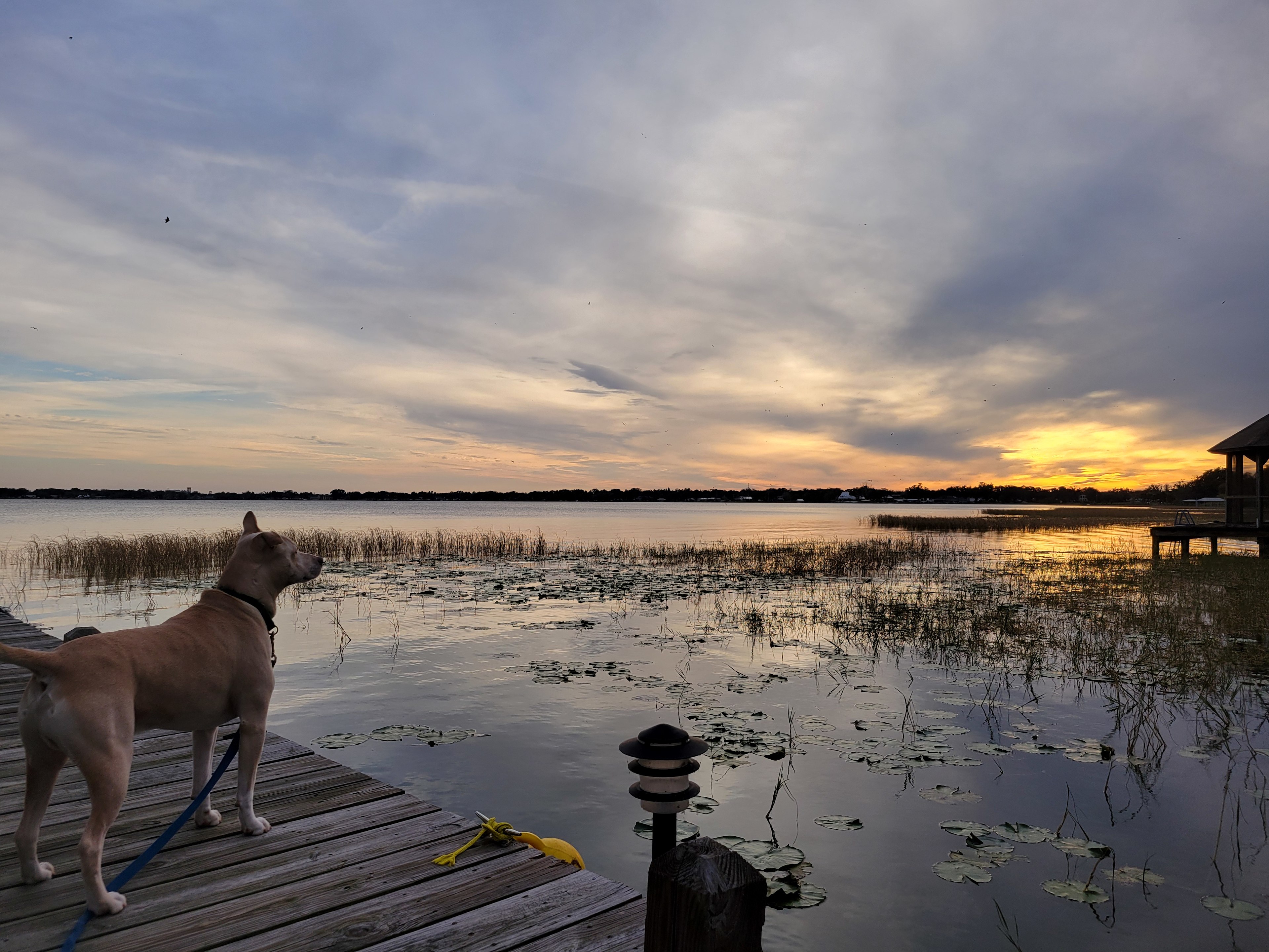 Picturesque Mango Tango Estate