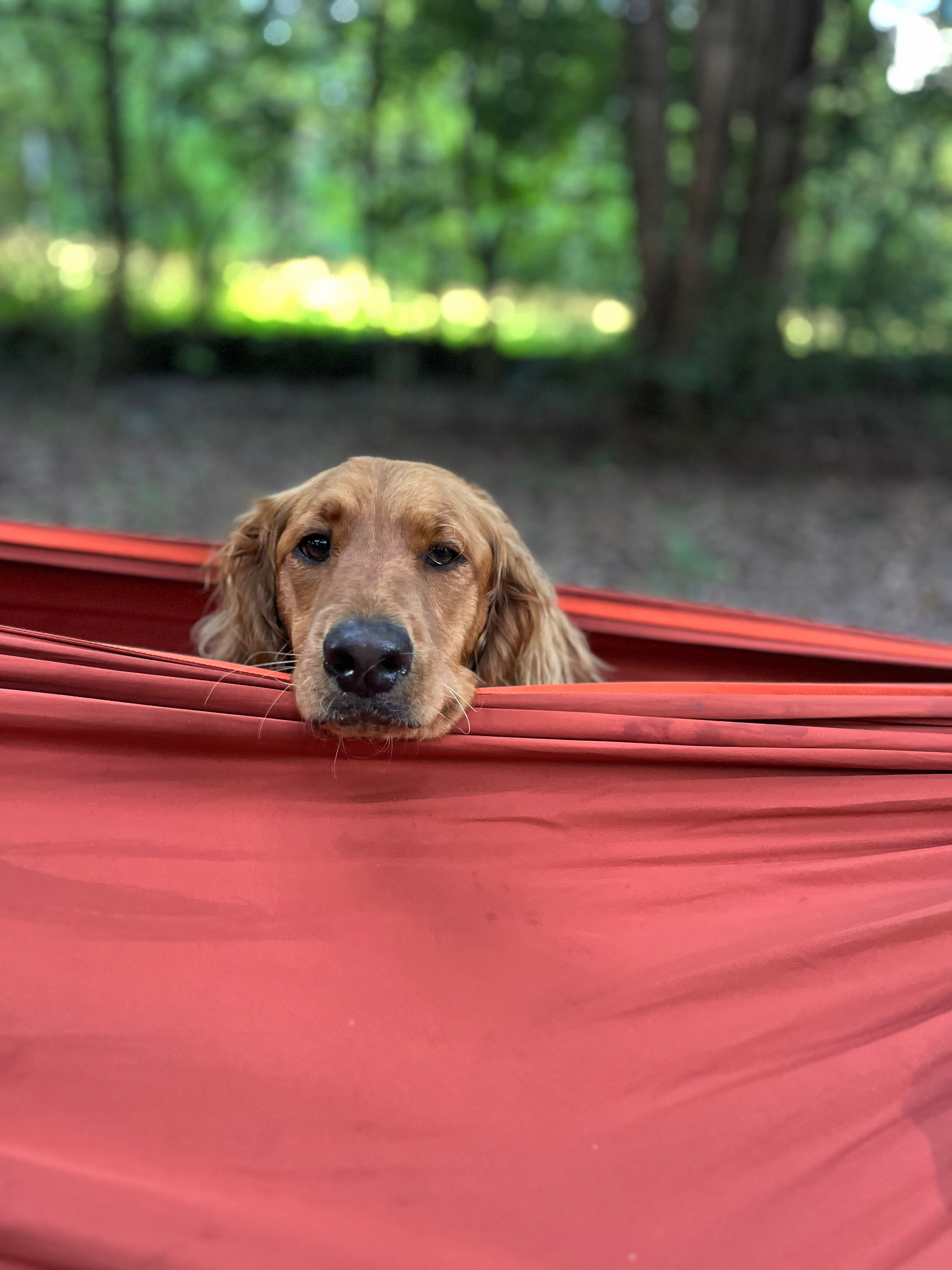 Our pooch relaxing at the campsite
