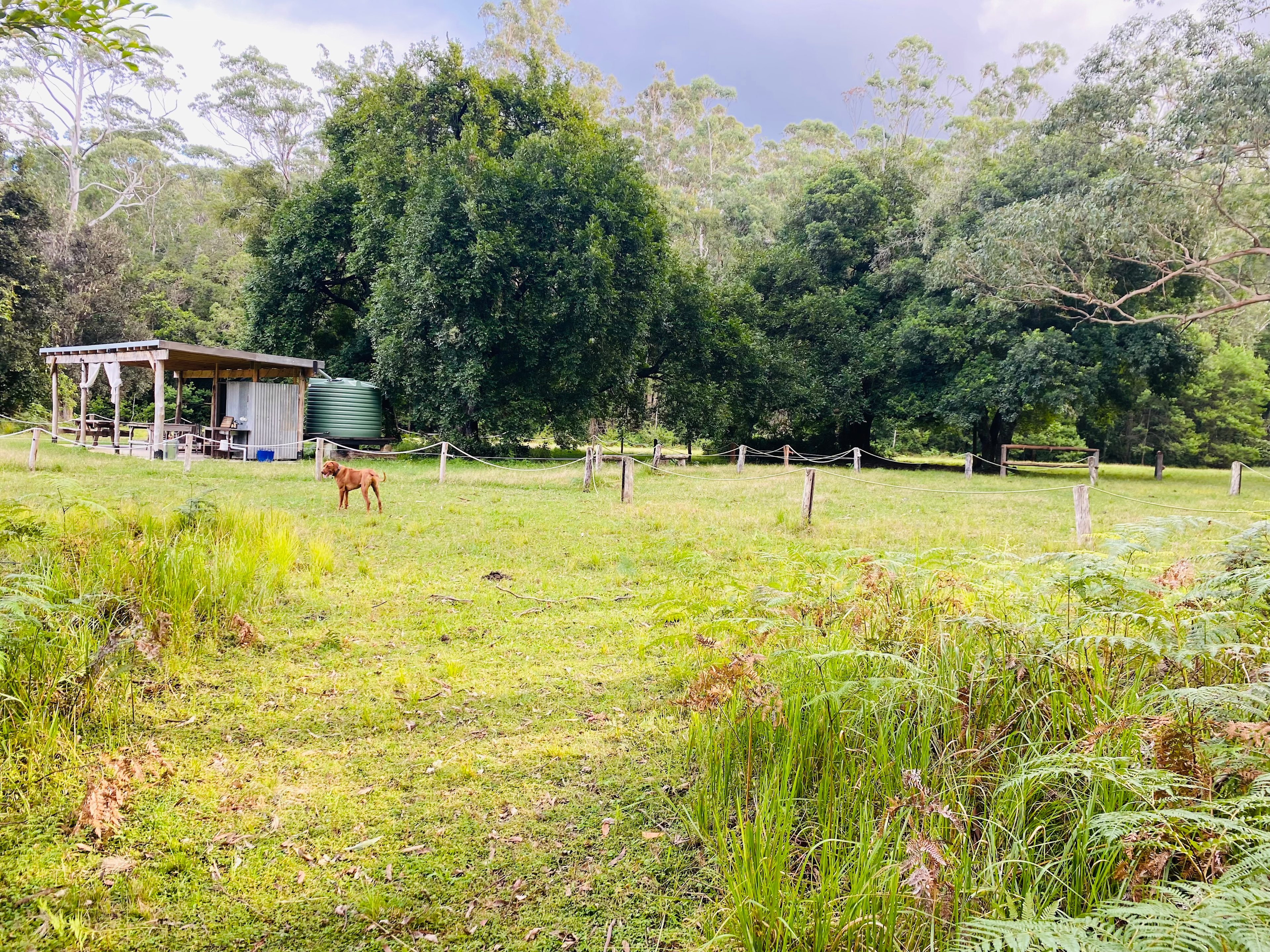 Mown path on the northern side of the site leading to the composting loo