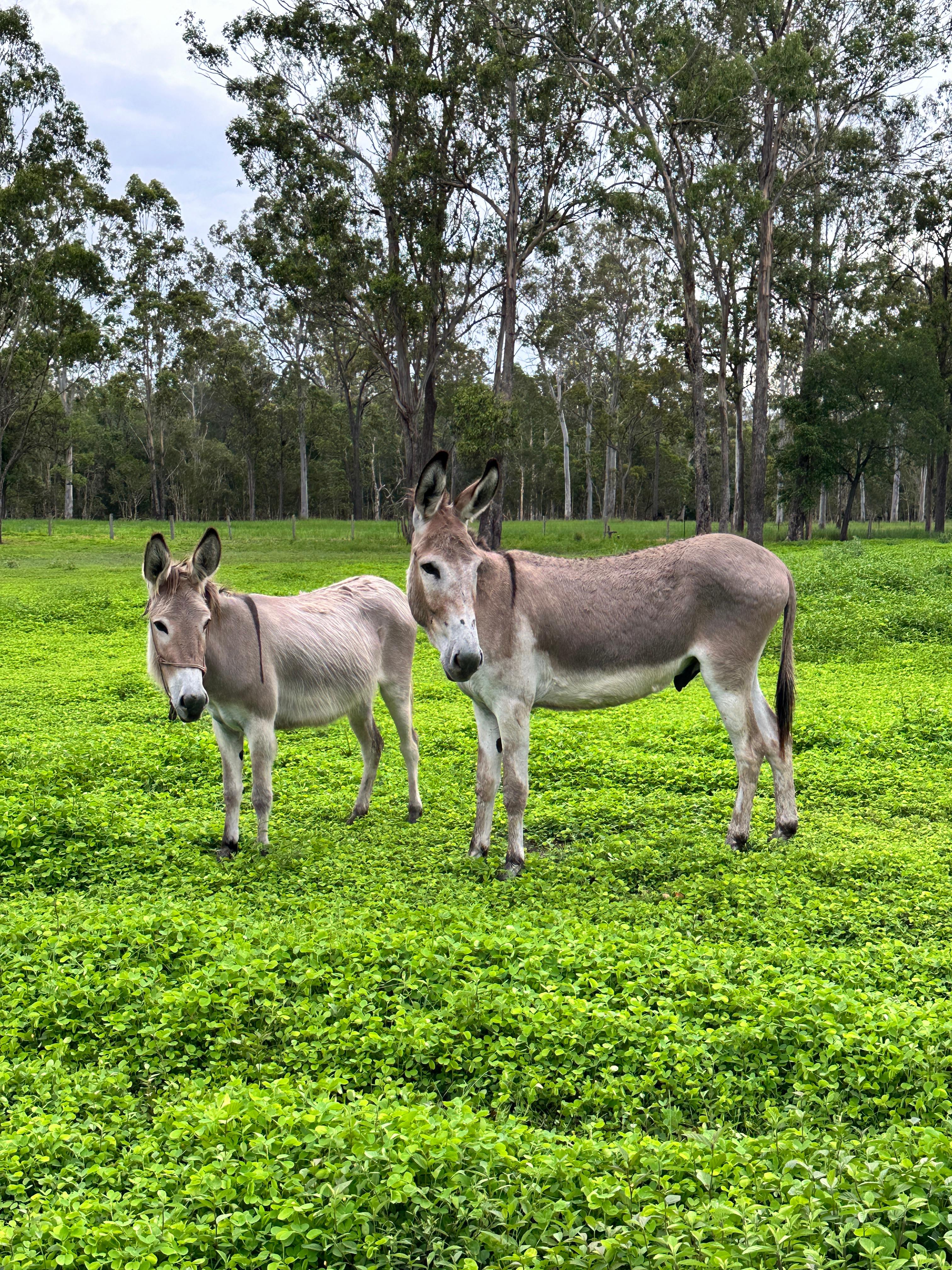 JJJ'S Ranch Farm Stay,South Kolan Q