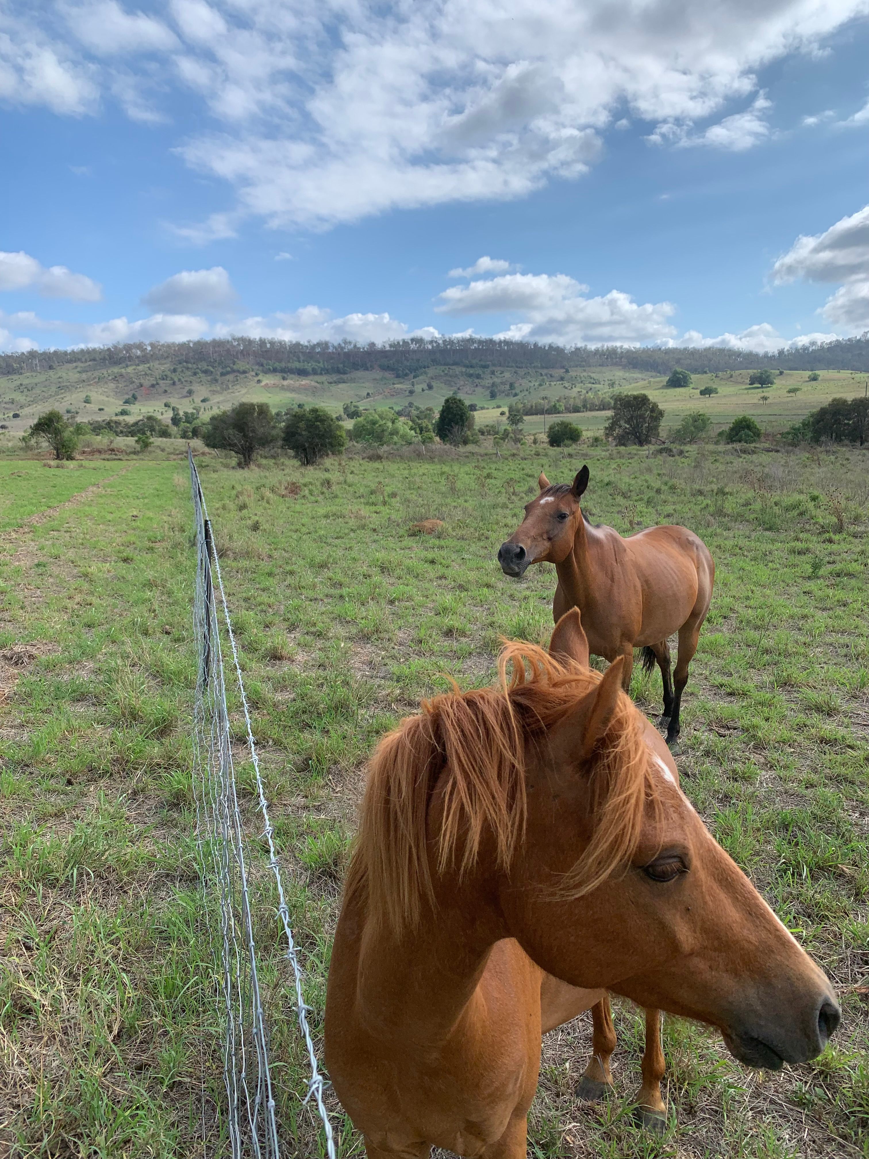 Just horsing around, Aroma & Archie 