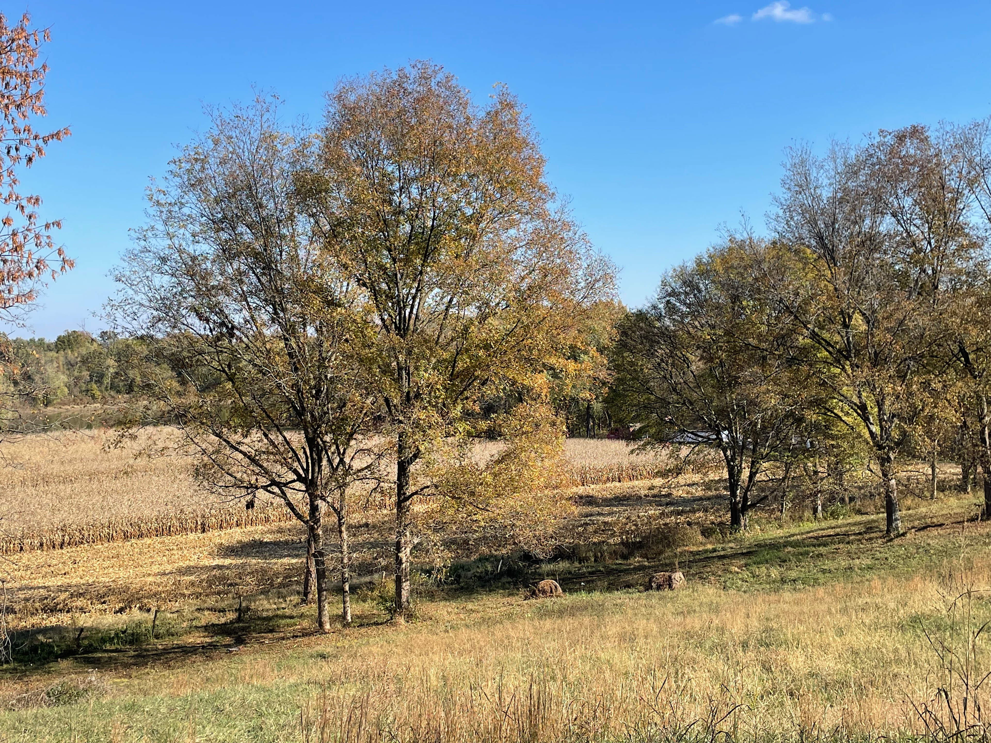 Fall in the meadow