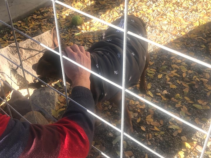 We love dogs and have a kennel. We also have a friendly rescue dog, and 7 chickens and a rooster. 