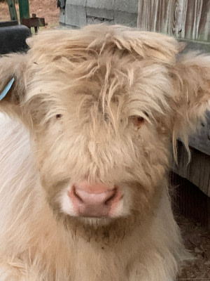 The Pint Sized Pasture