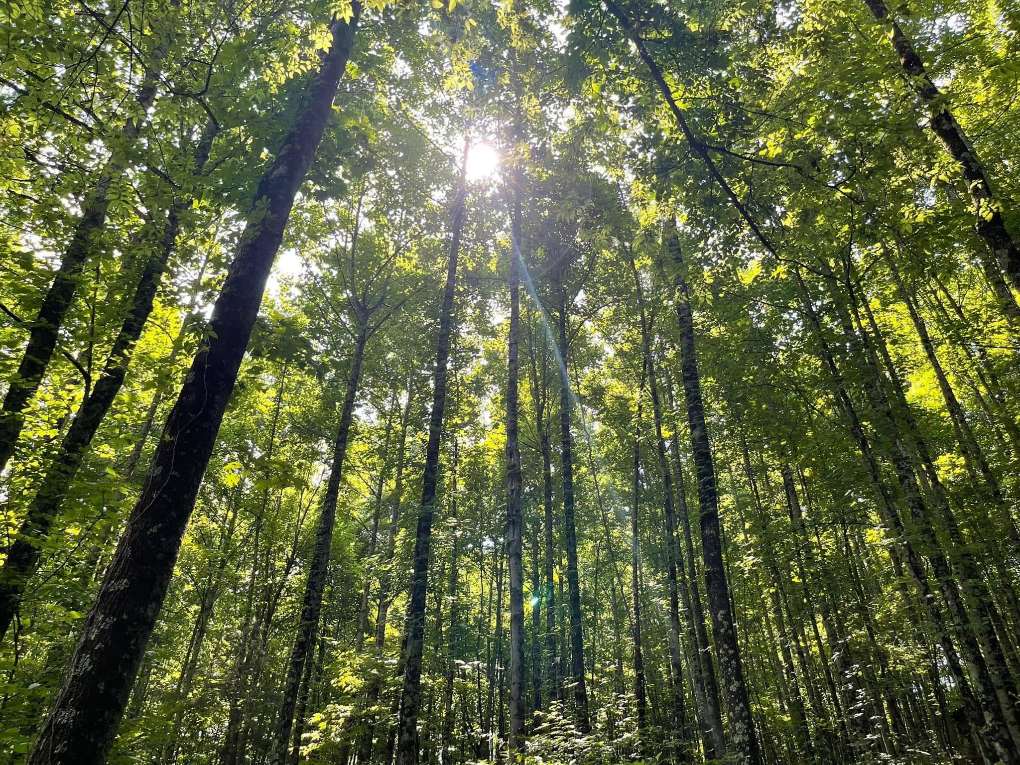 Persimmon Ridge Nature Retreat